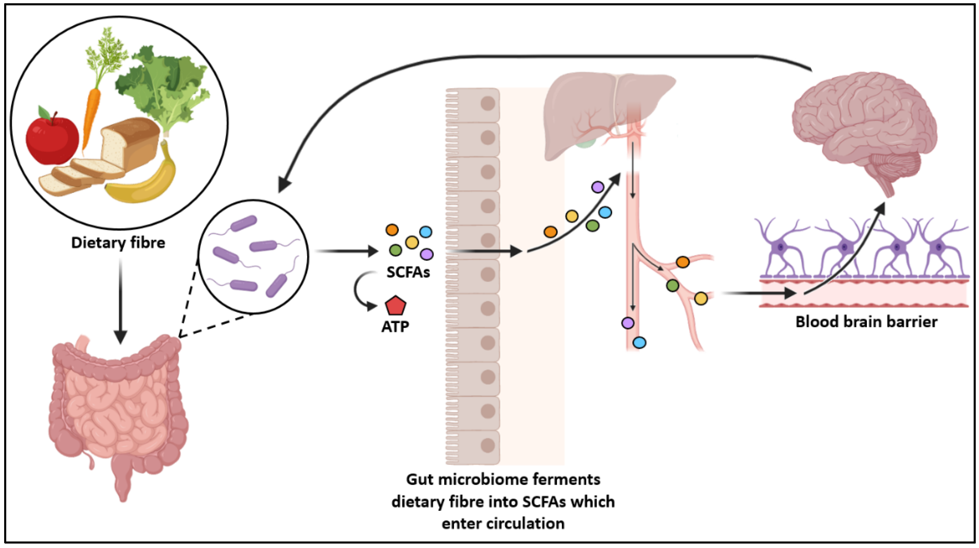 Microorganisms 09 02066 g002