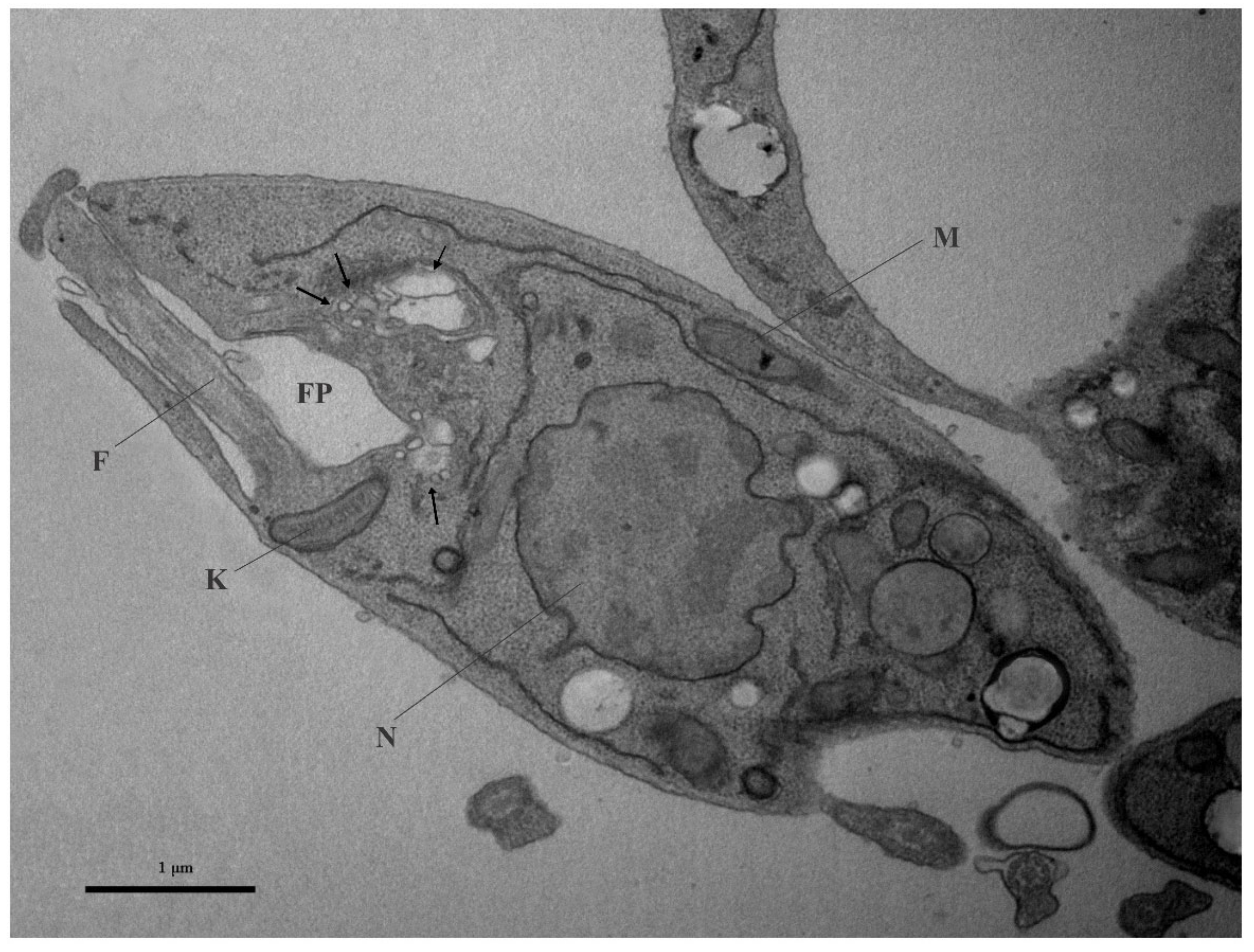 Microorganisms 09 02081 g003 Microorganisms 09 02081 g003