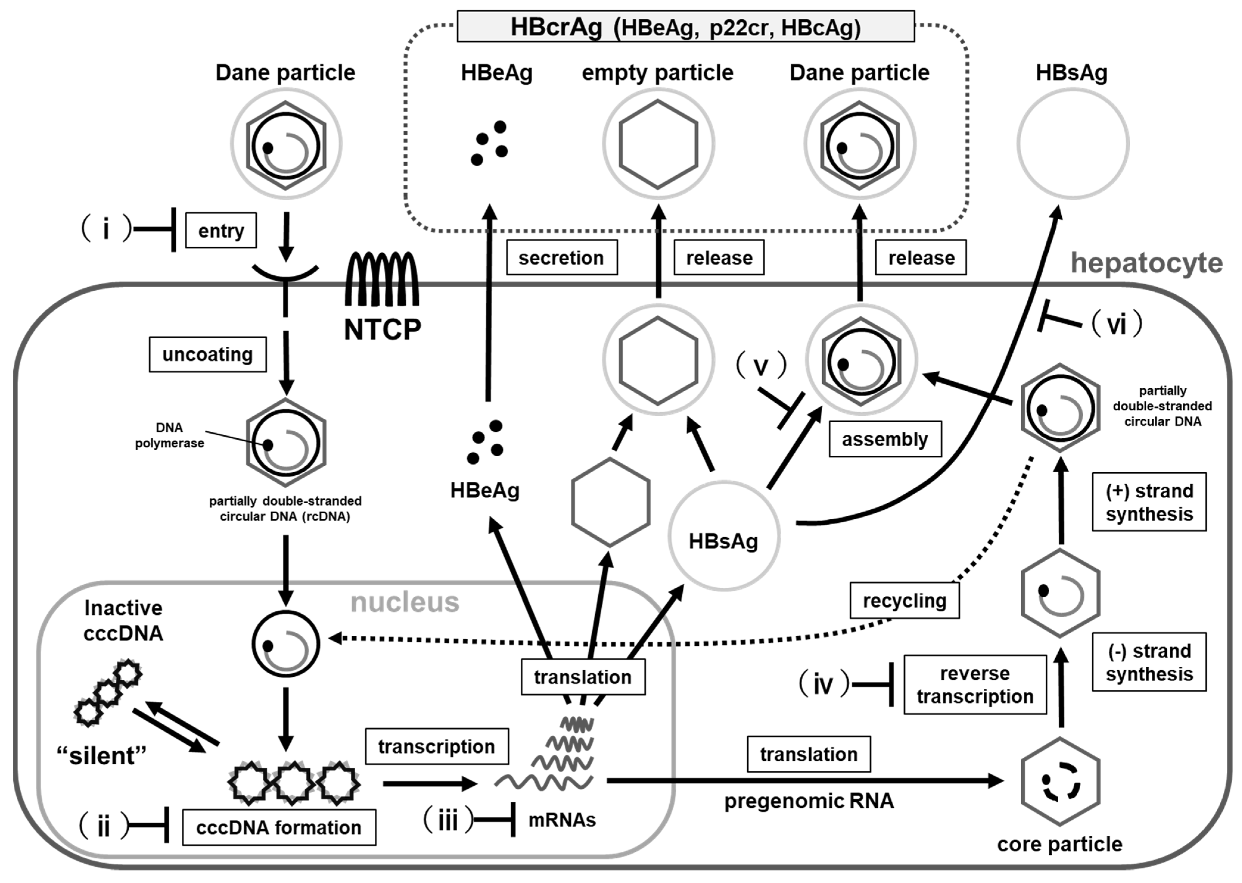 Microorganisms 09 02083 g001