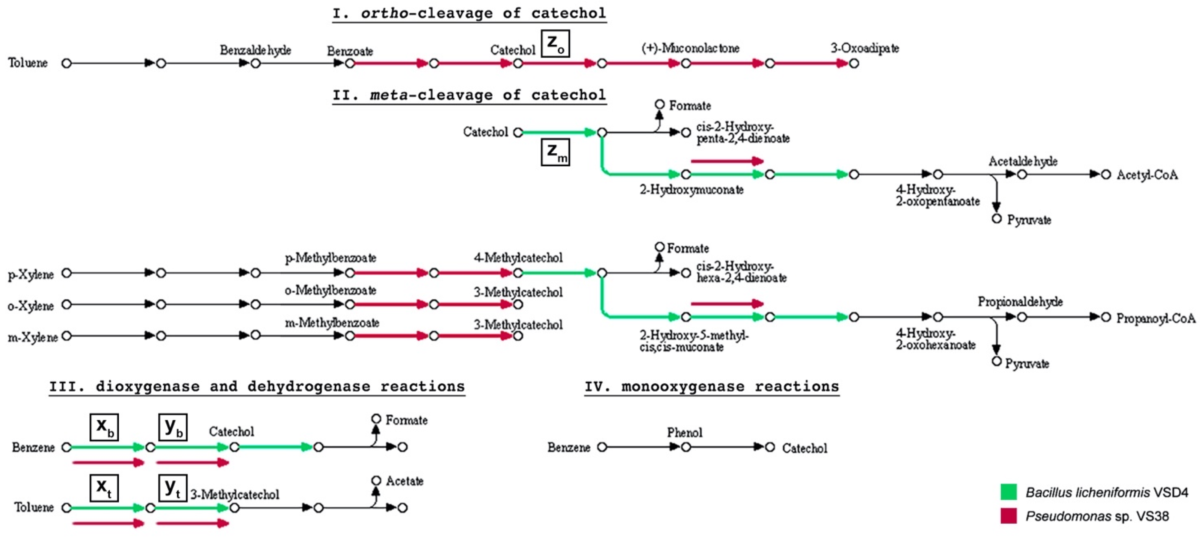 Microorganisms 09 02088 g005