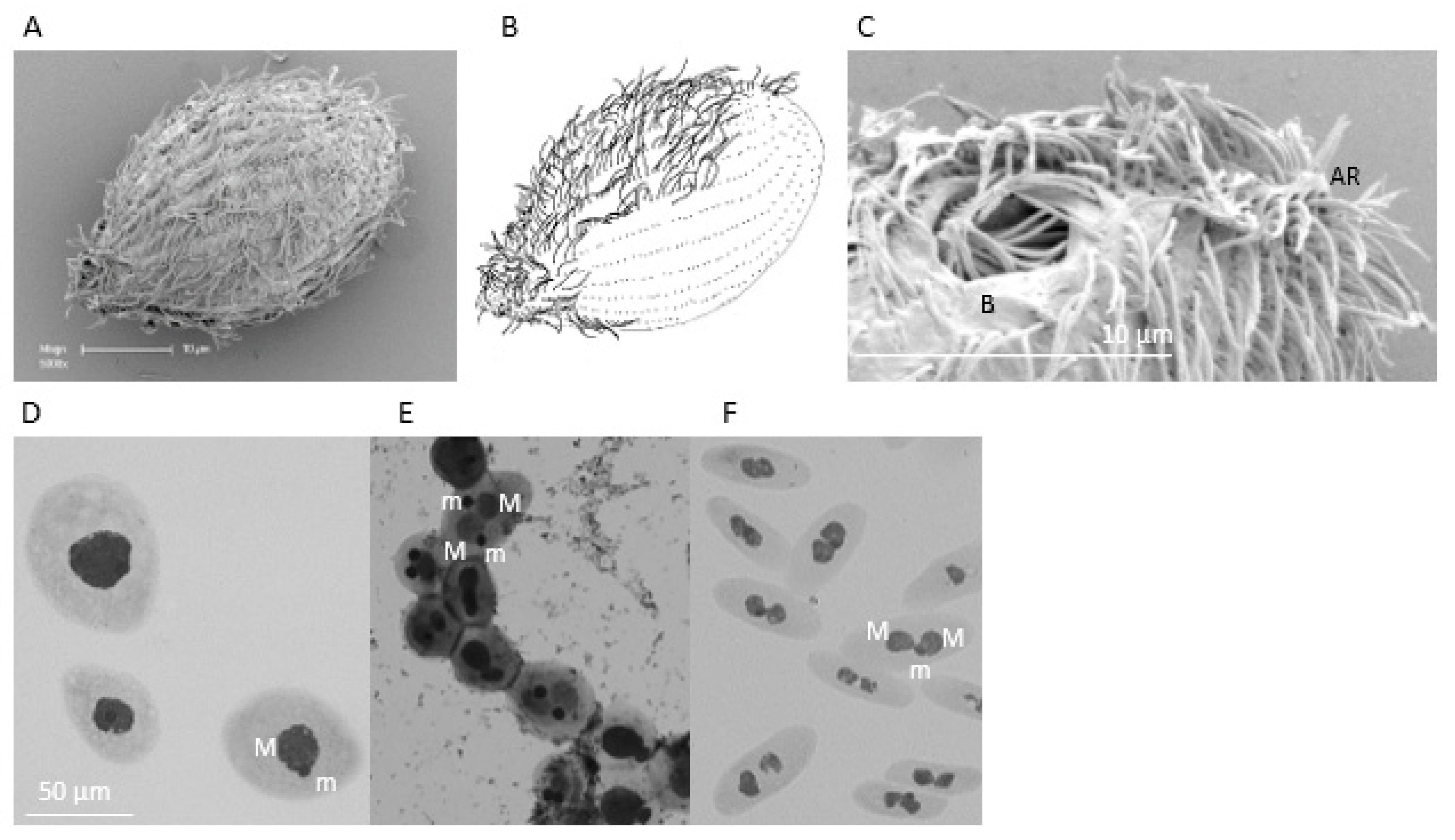 Microorganisms 09 02100 g001 Microorganisms 09 02100 g001
