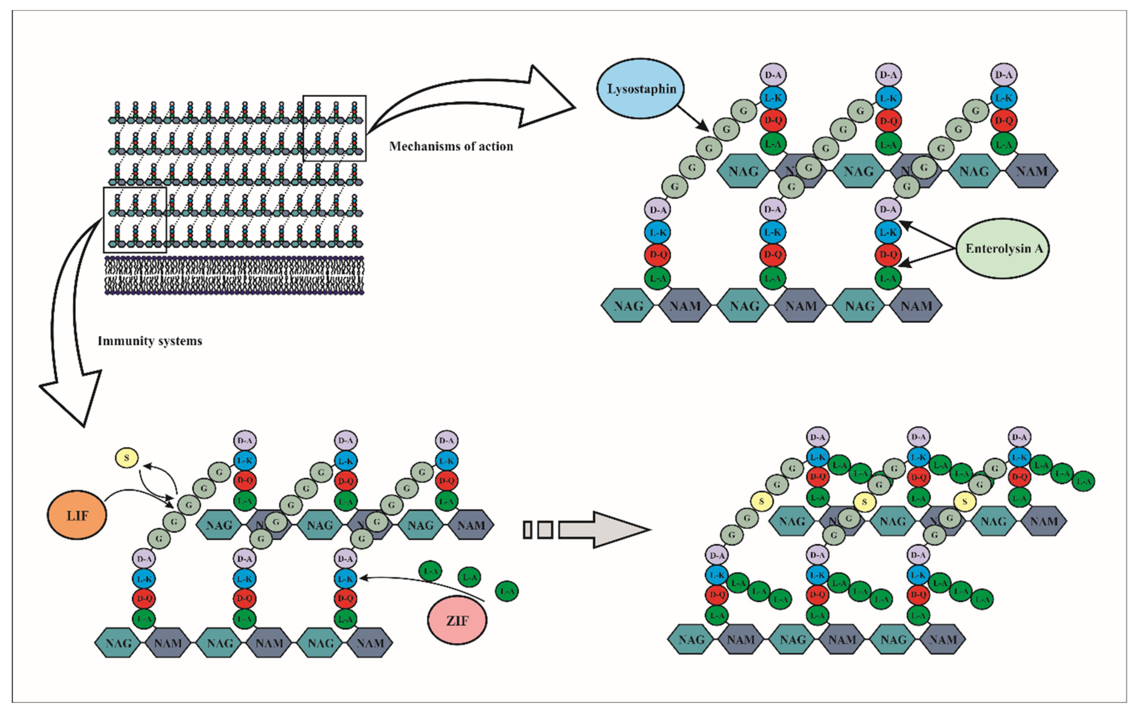 Microorganisms 09 02107 g006 Microorganisms 09 02107 g006