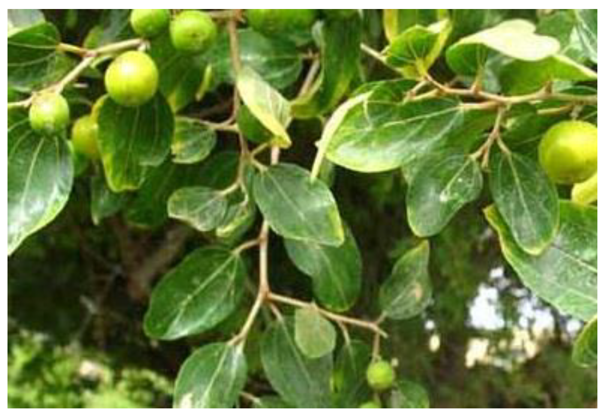 Microorganisms 09 02113 g001