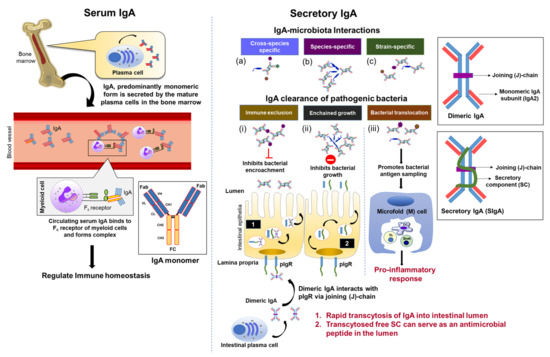 The systemic anti-microbiota IgG repertoire can identify gut