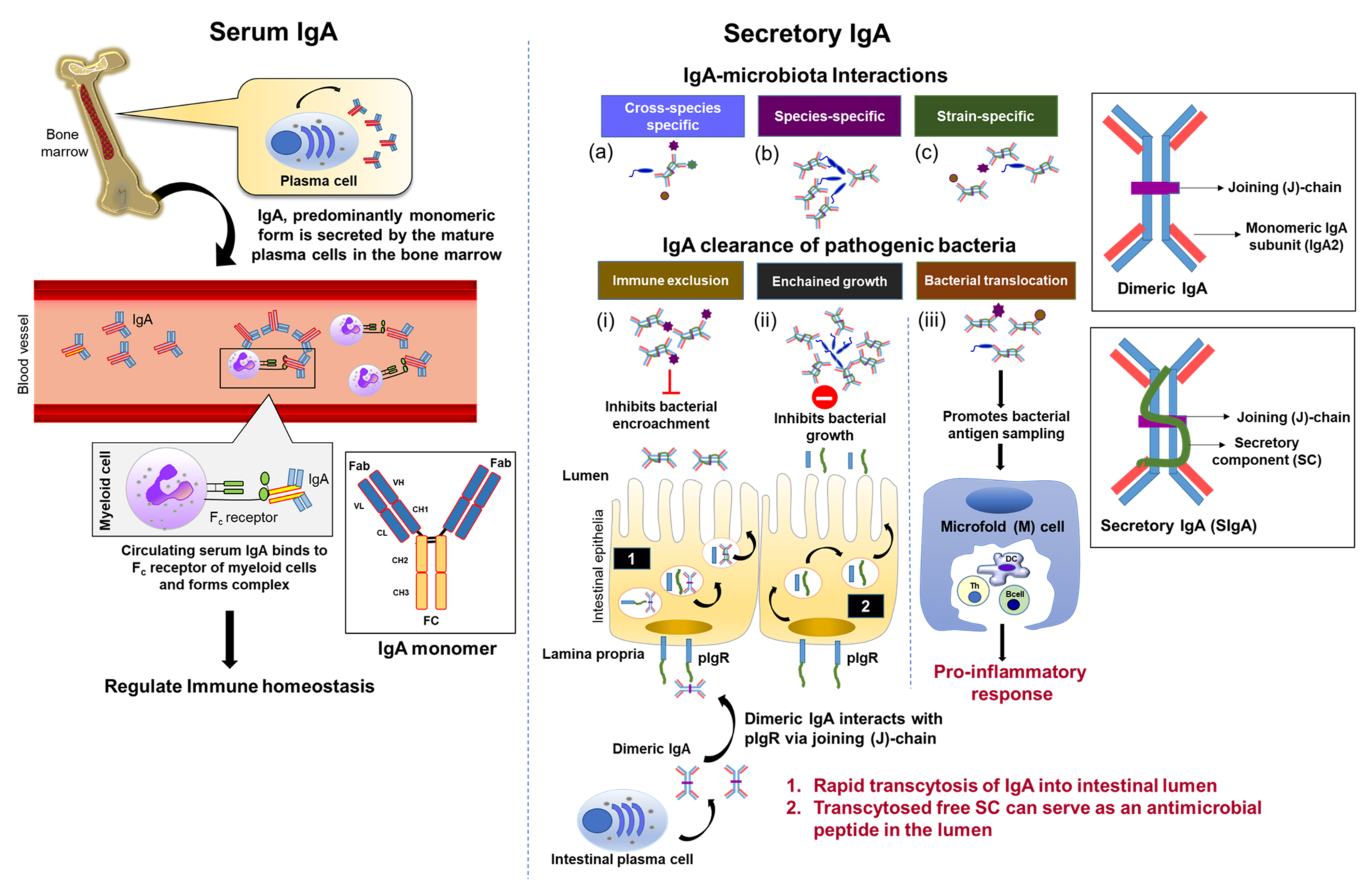 Widespread vertical transmission of secretory immunoglobulin A