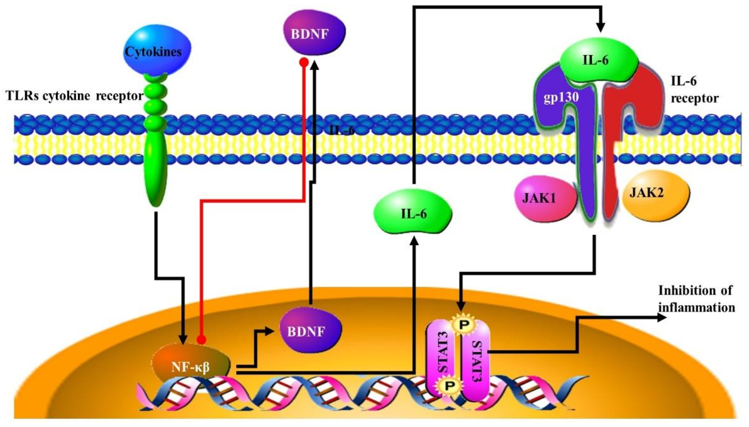 Microorganisms 09 02129 g005