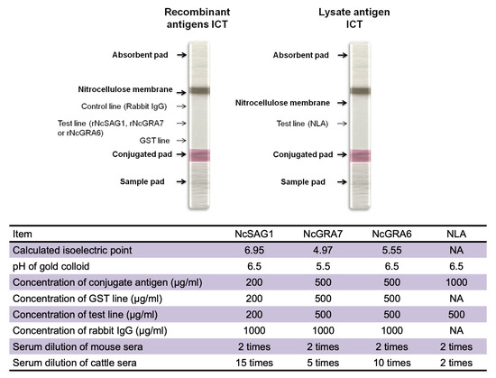 Microorganisms Free Full Text Comparative Evaluation Of Four Potent Neospora Caninum Diagnostic Antigens Using Immunochromatographic Assay For Detection Of Specific Antibody In Cattle Microorganisms Free Full Text Comparative Evaluation Of Four Potent Neospora Caninum Diagnostic Antigens Using Immunochromatographic Assay For Detection Of Specific Antibody In Cattle
