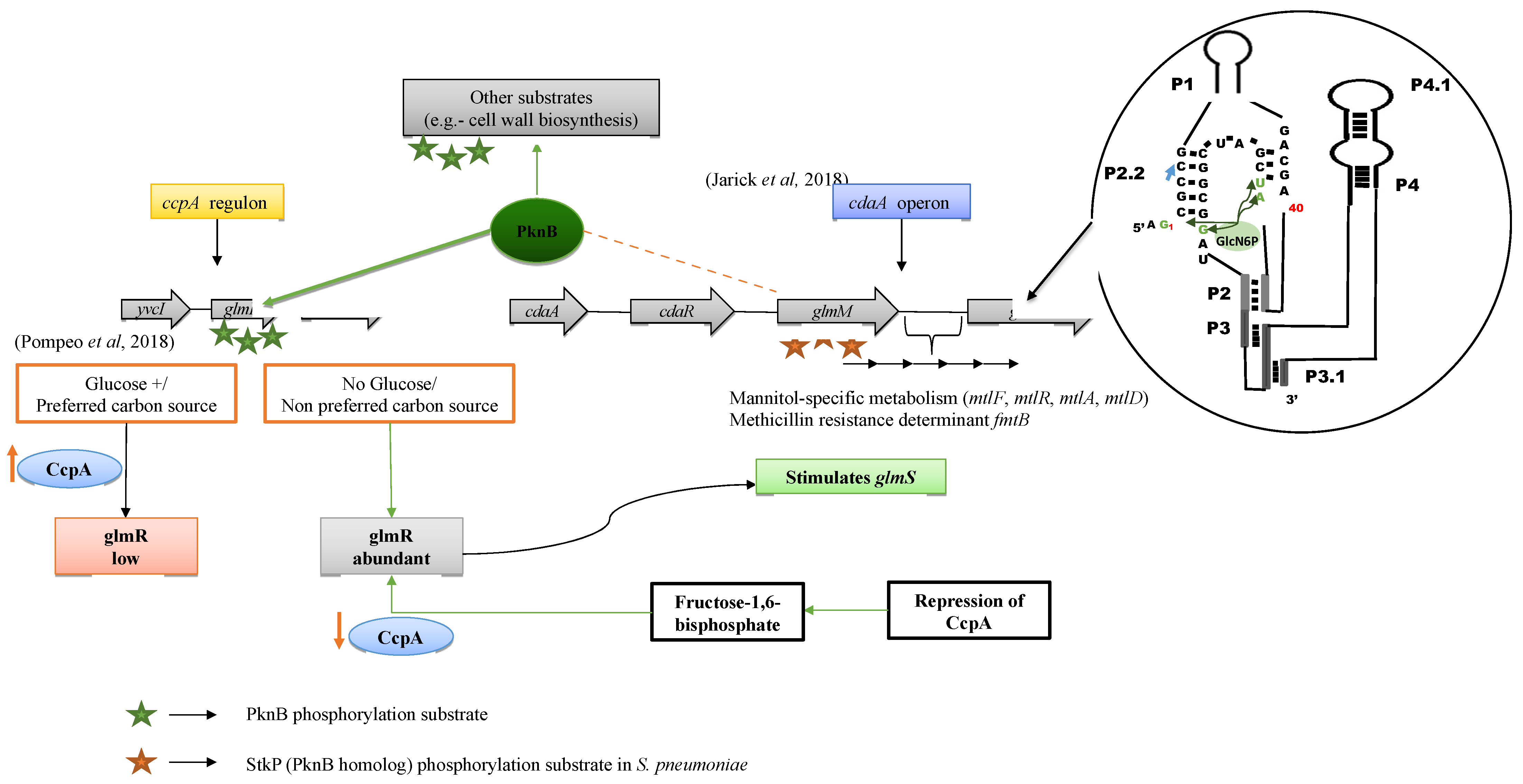 Microorganisms 09 02148 g005 550