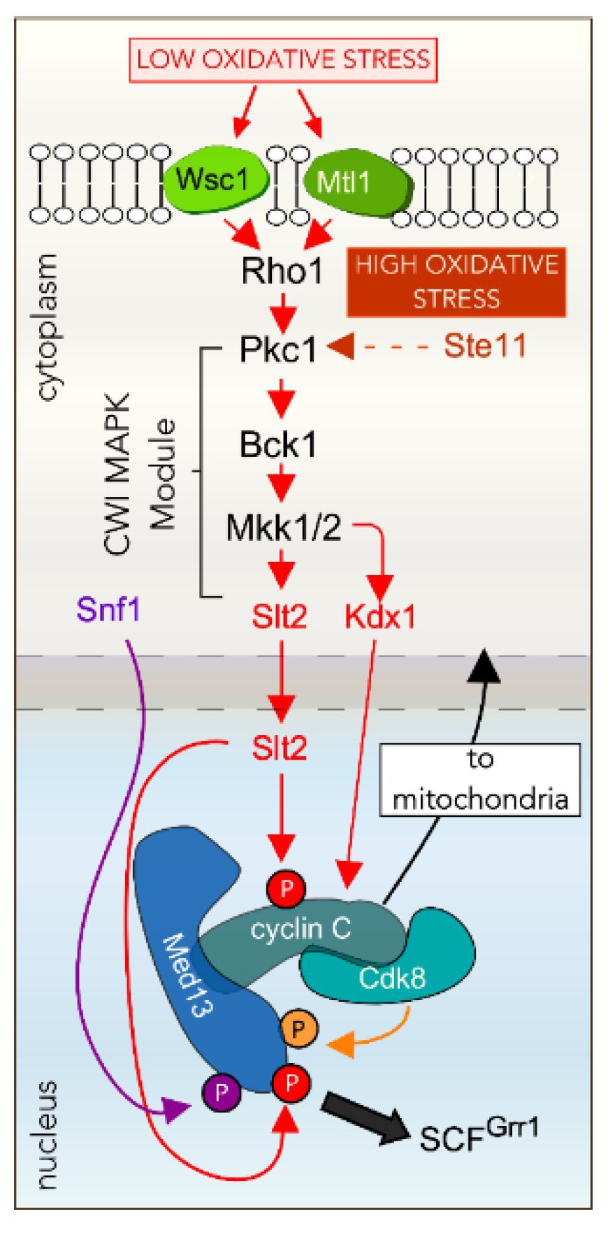 Microorganisms 09 02152 g003 Microorganisms 09 02152 g003