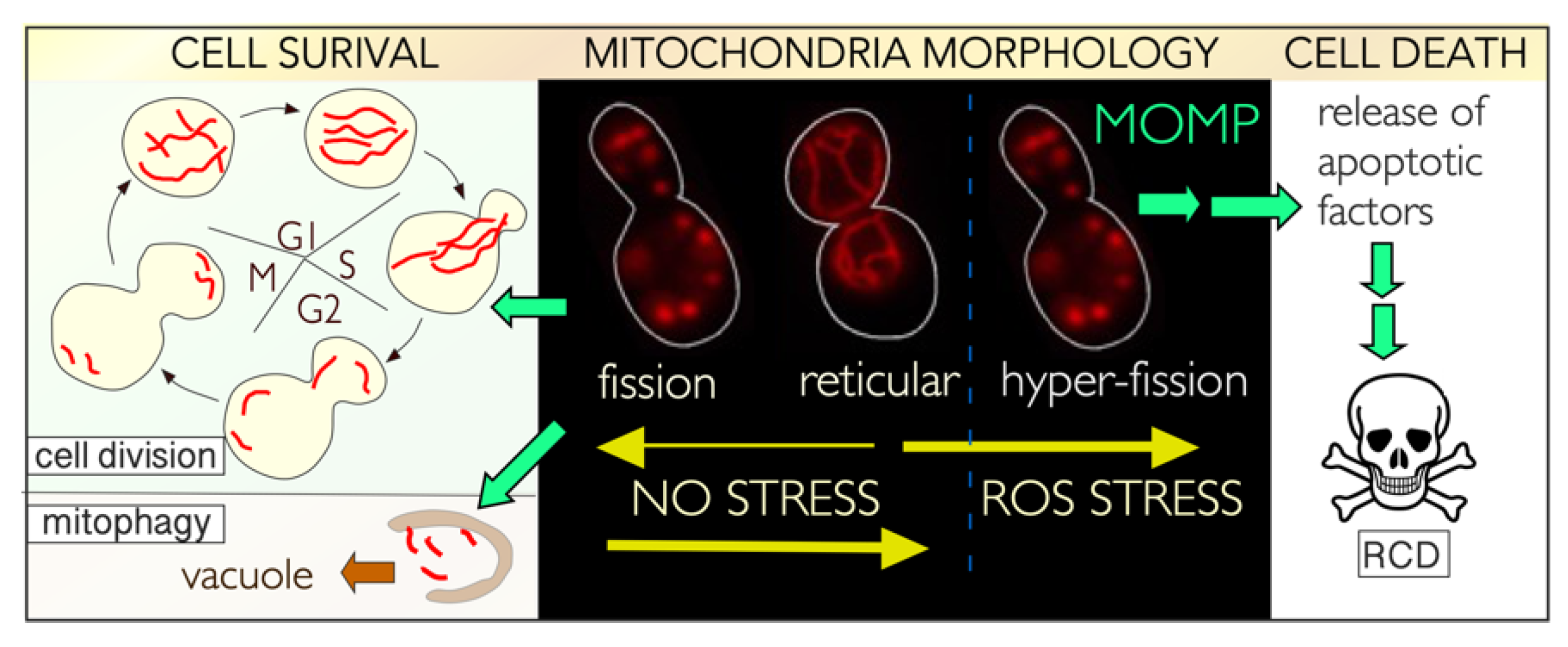 Microorganisms 09 02152 g005 Microorganisms 09 02152 g005