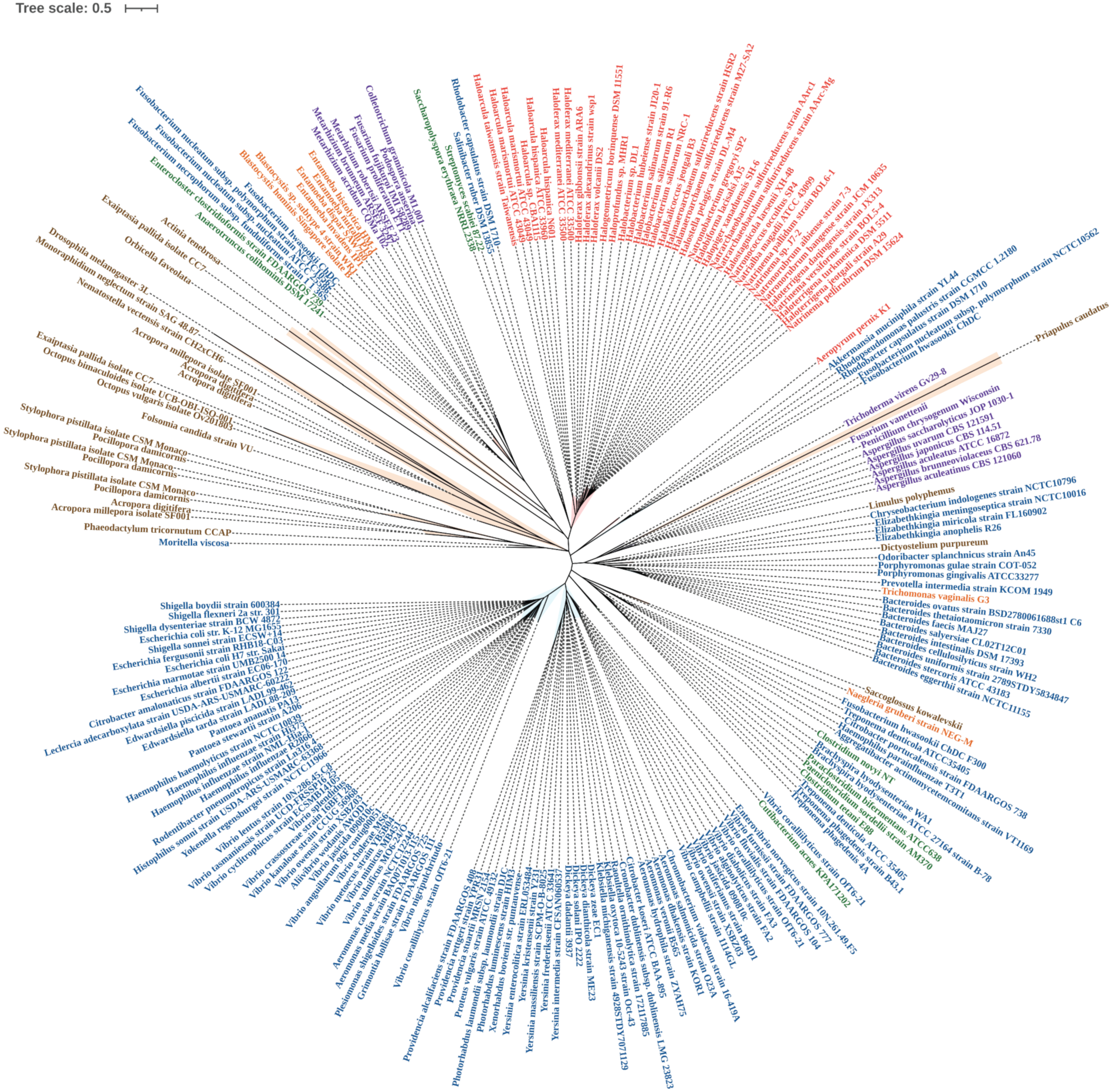 Microorganisms Free Full Text Diversity Of The Tryptophanase Gene And Its Evolutionary Implications In Living Organisms Html