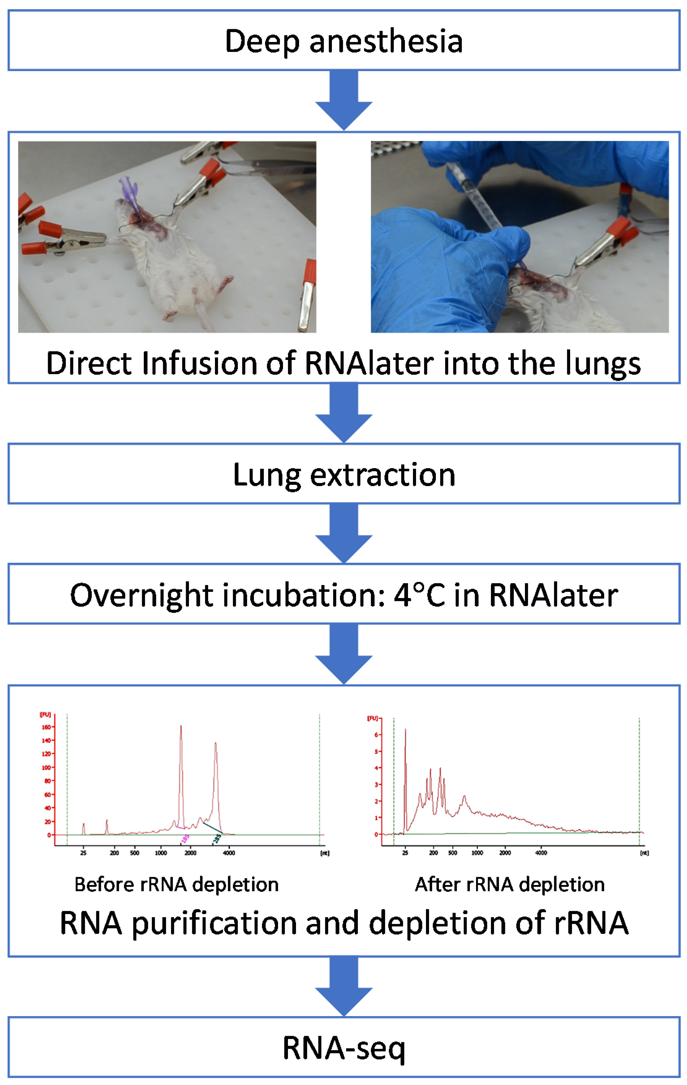 Microorganisms 09 02166 g001