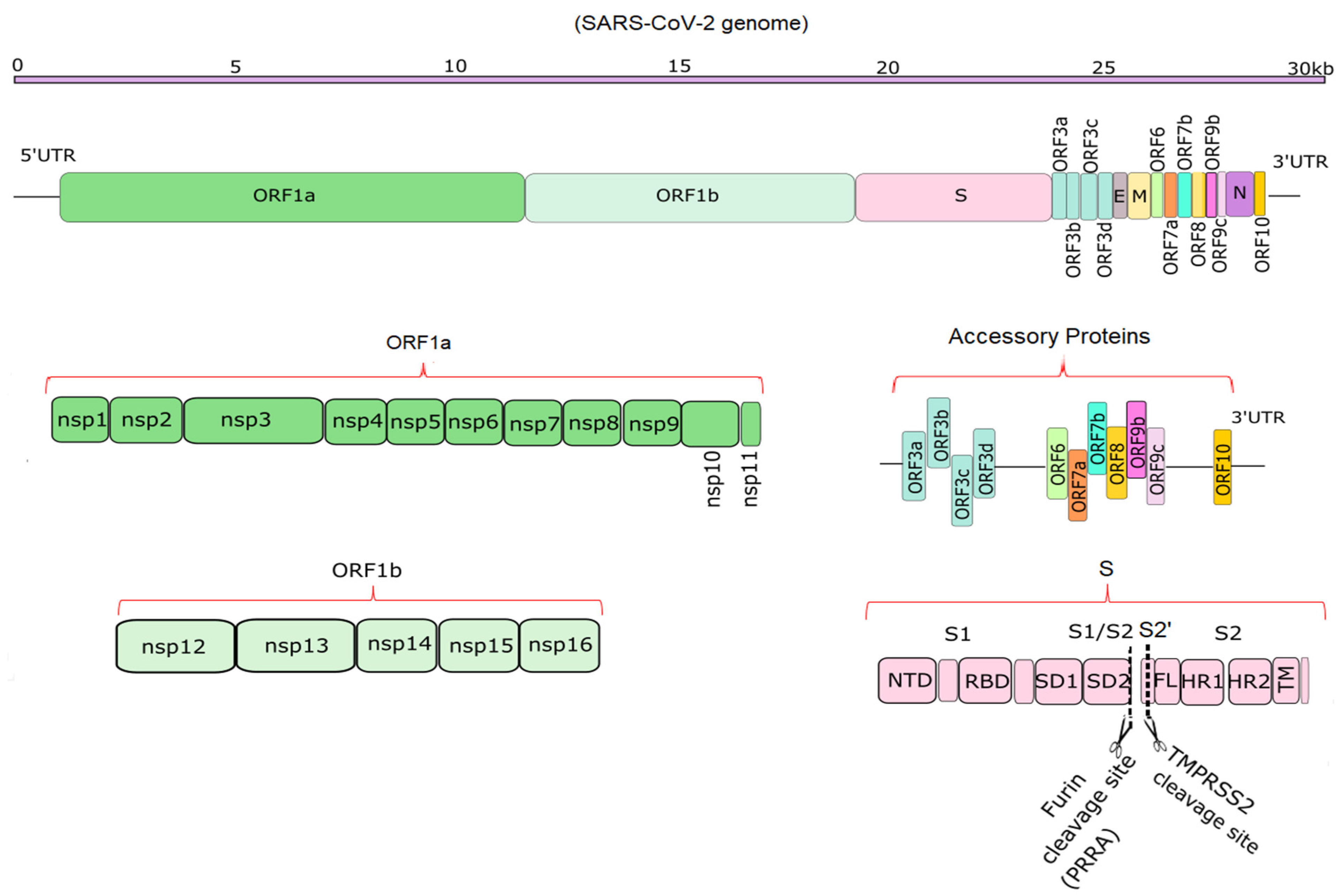 Microorganisms 09 02167 g001 550