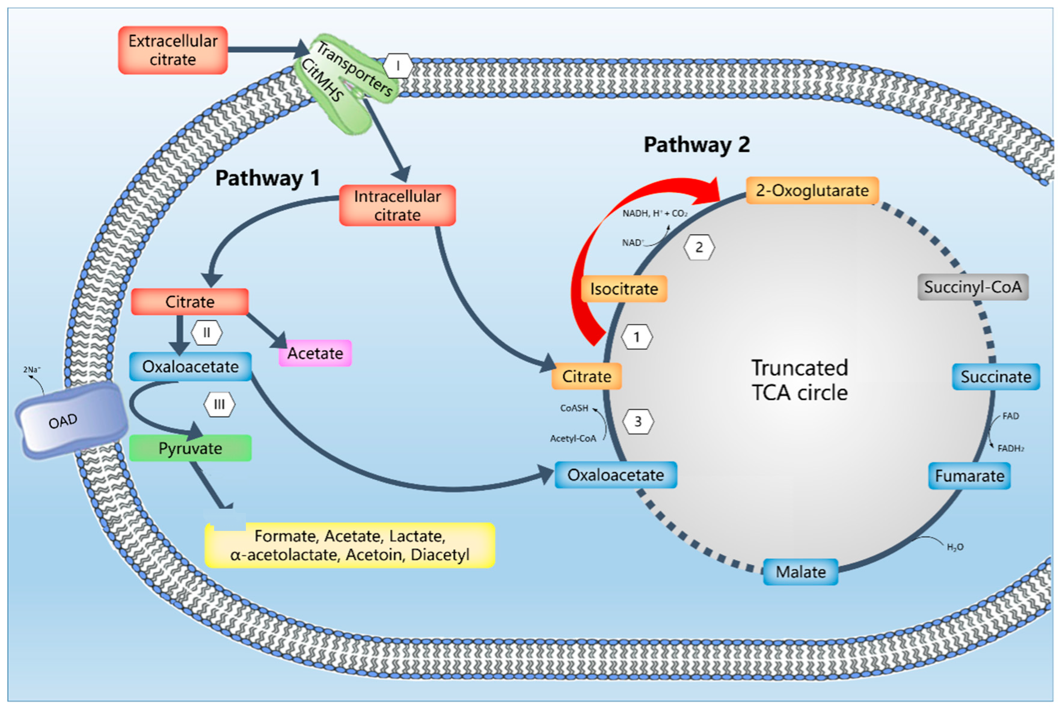 Microorganisms 09 02169 g003 Microorganisms 09 02169 g003