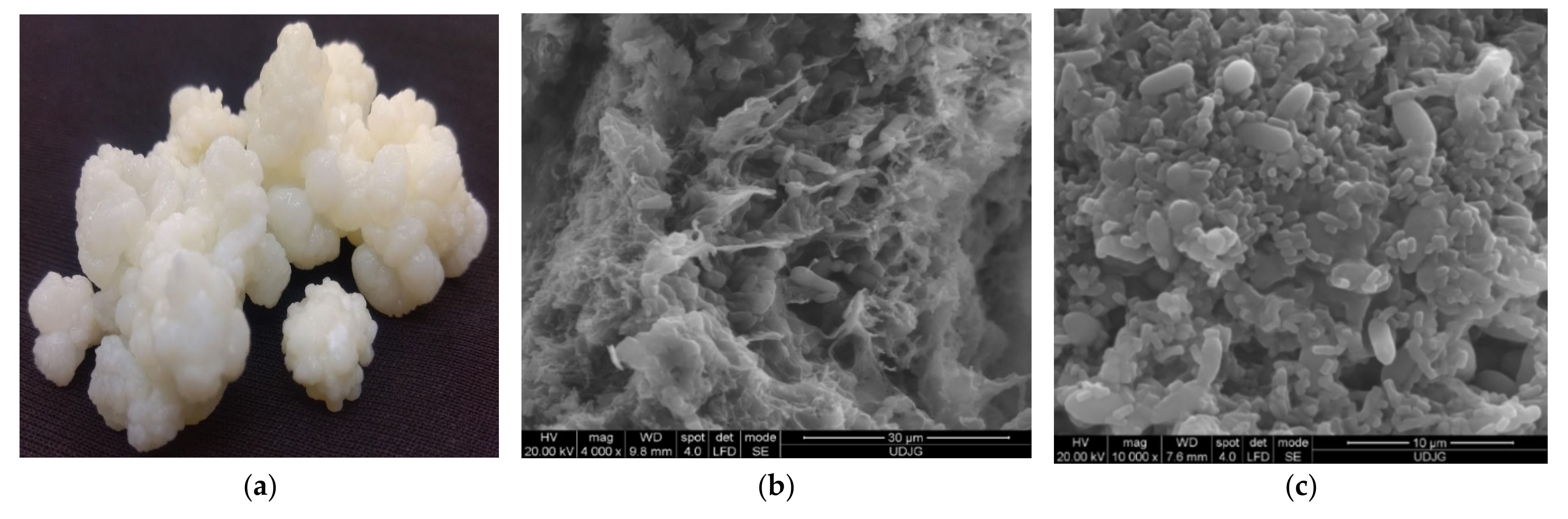 Microorganisms 09 02184 g004