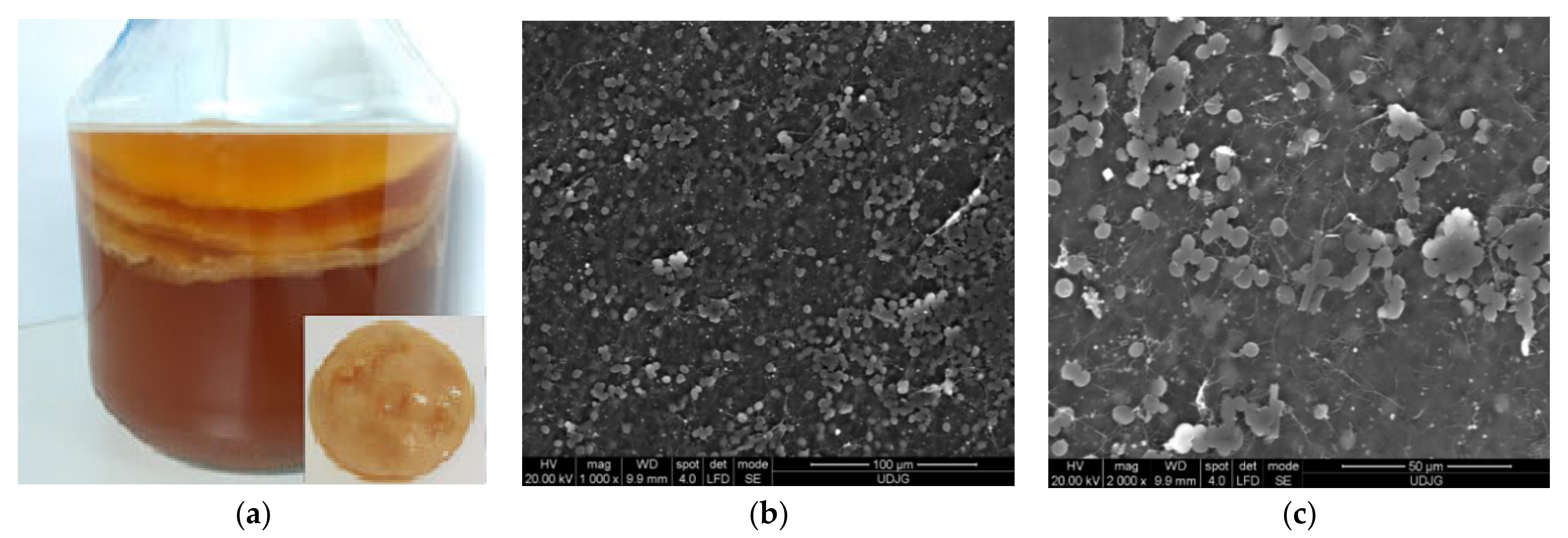 Microorganisms 09 02184 g006