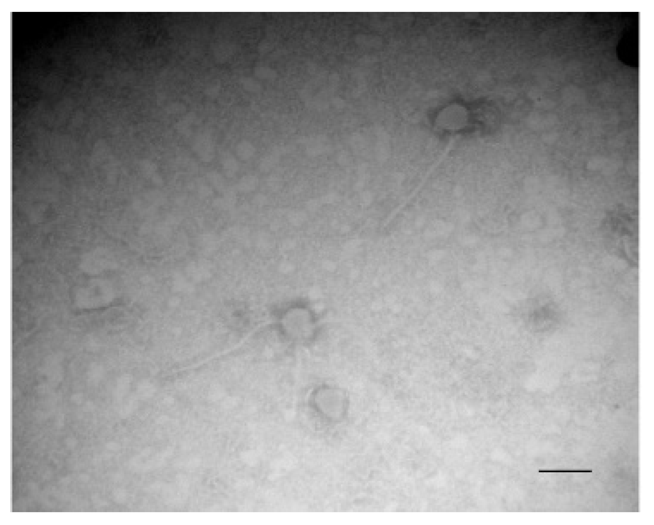 Microorganisms 09 02192 g003 550