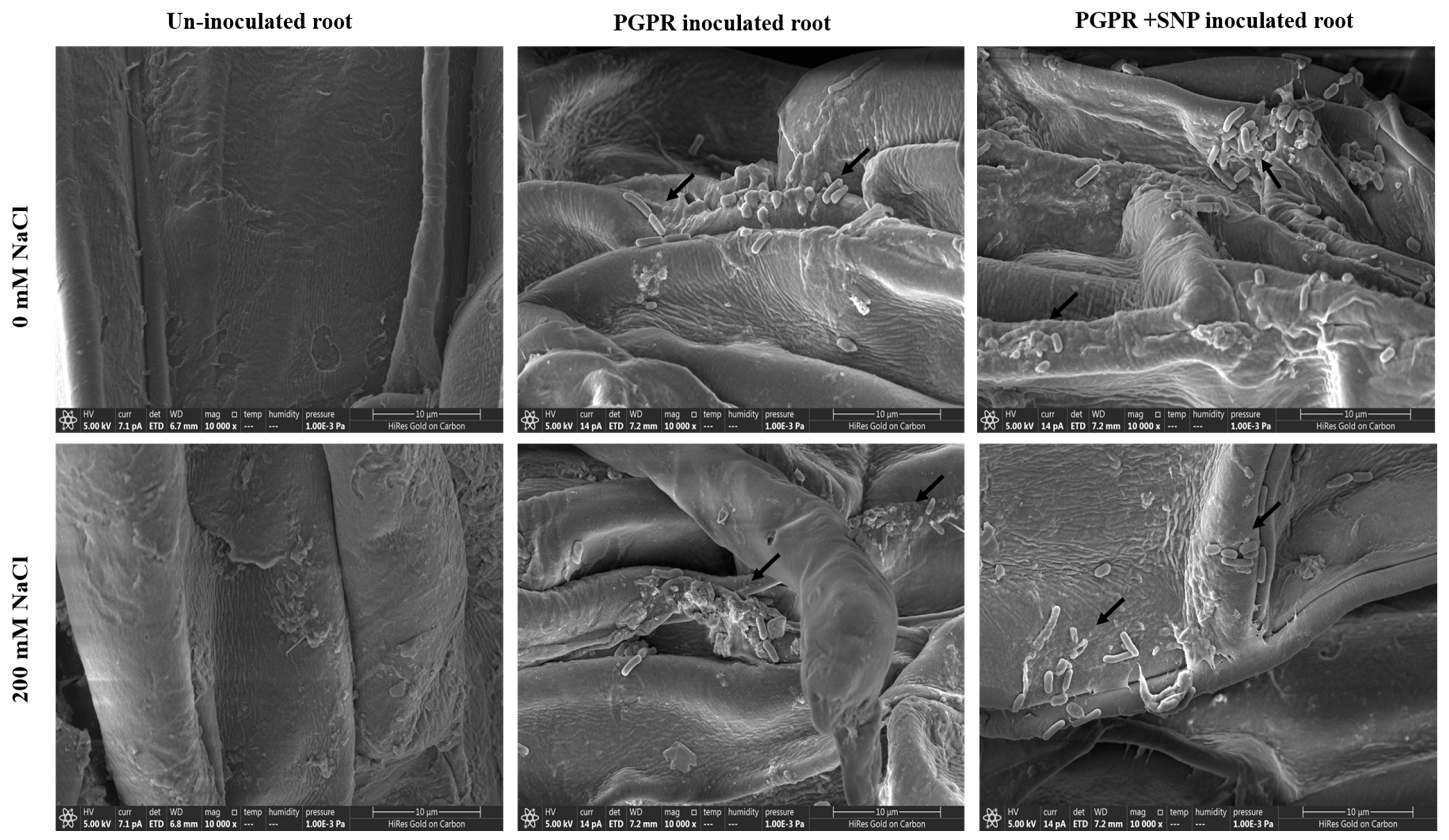 Microorganisms 09 02203 g010