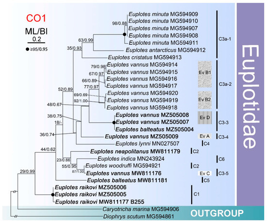 Inter- and intraspecies comparison of phylogenetic fingerprints