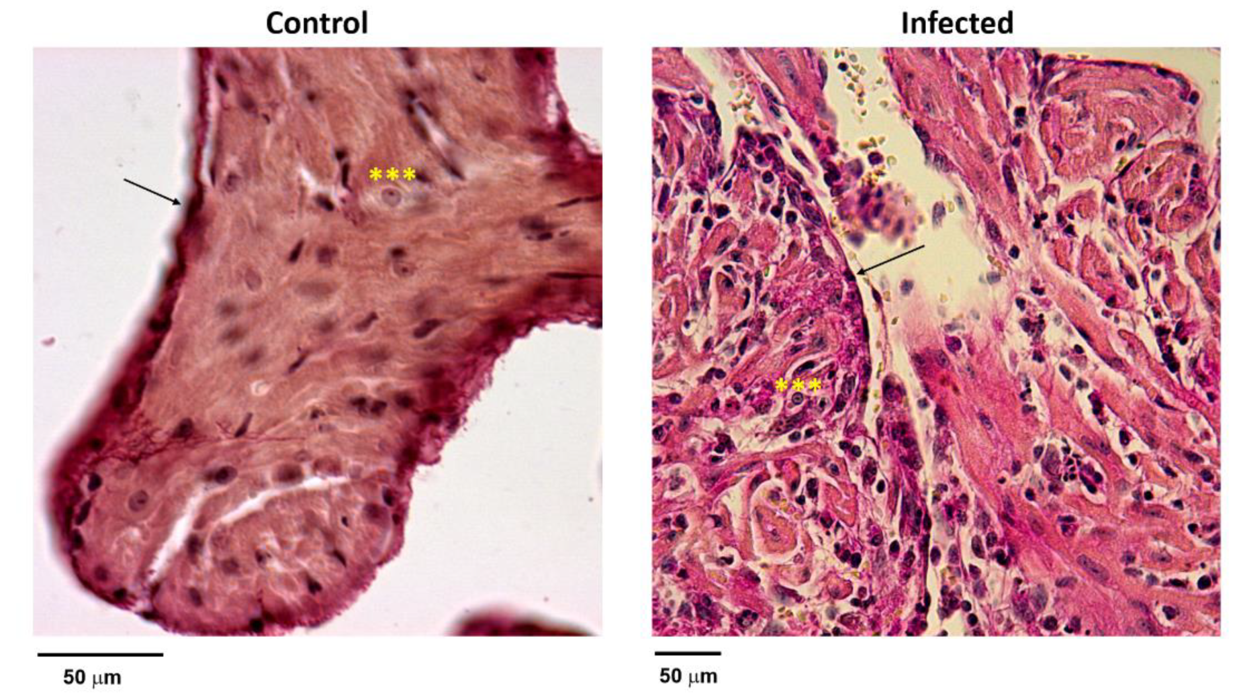 Microorganisms 09 02208 g004