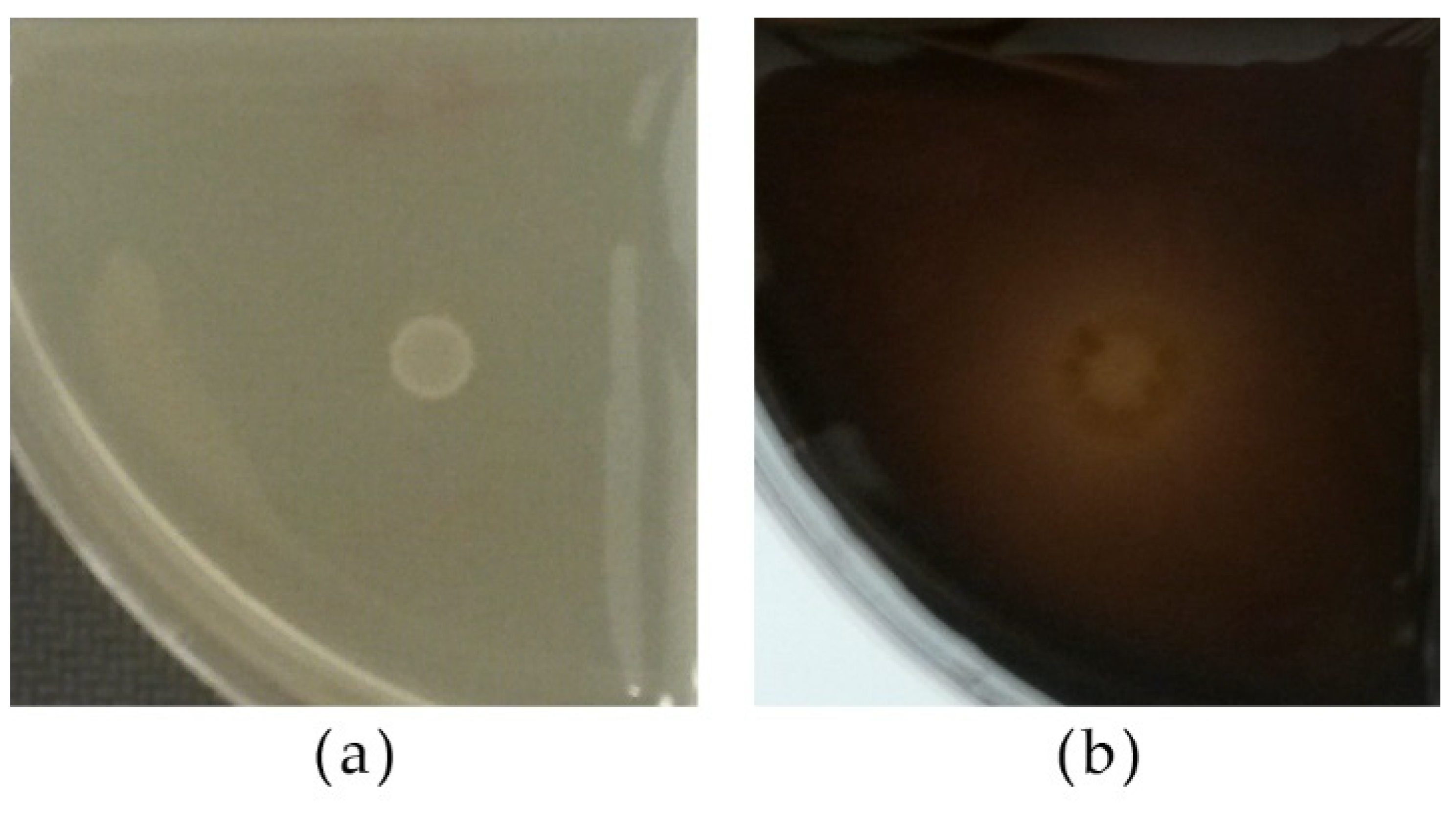 Microorganisms 09 02223 g007