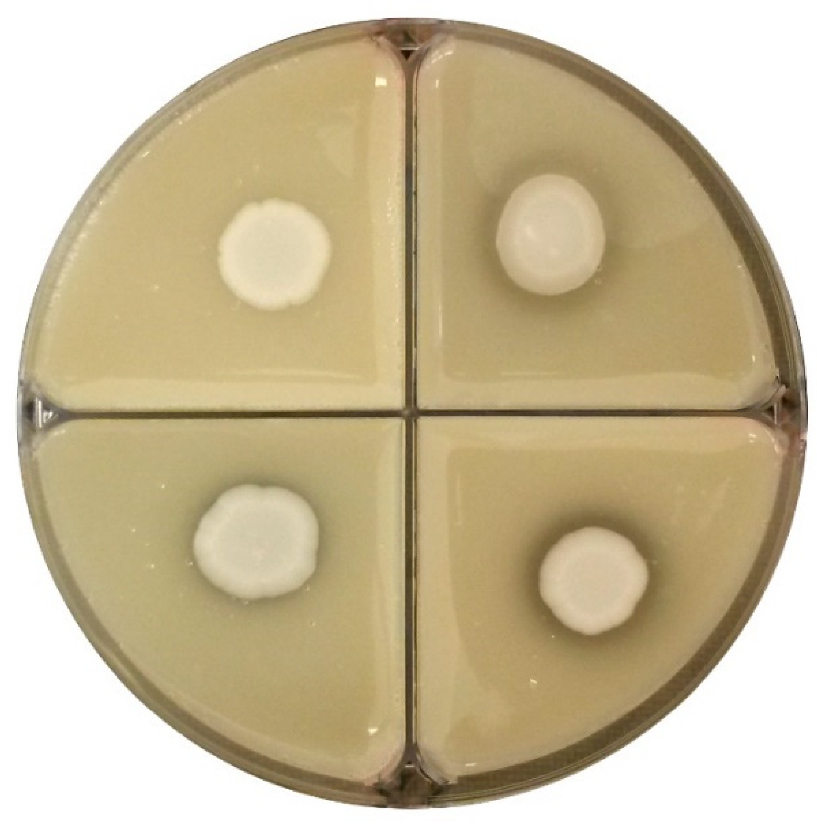 Microorganisms 09 02223 g009