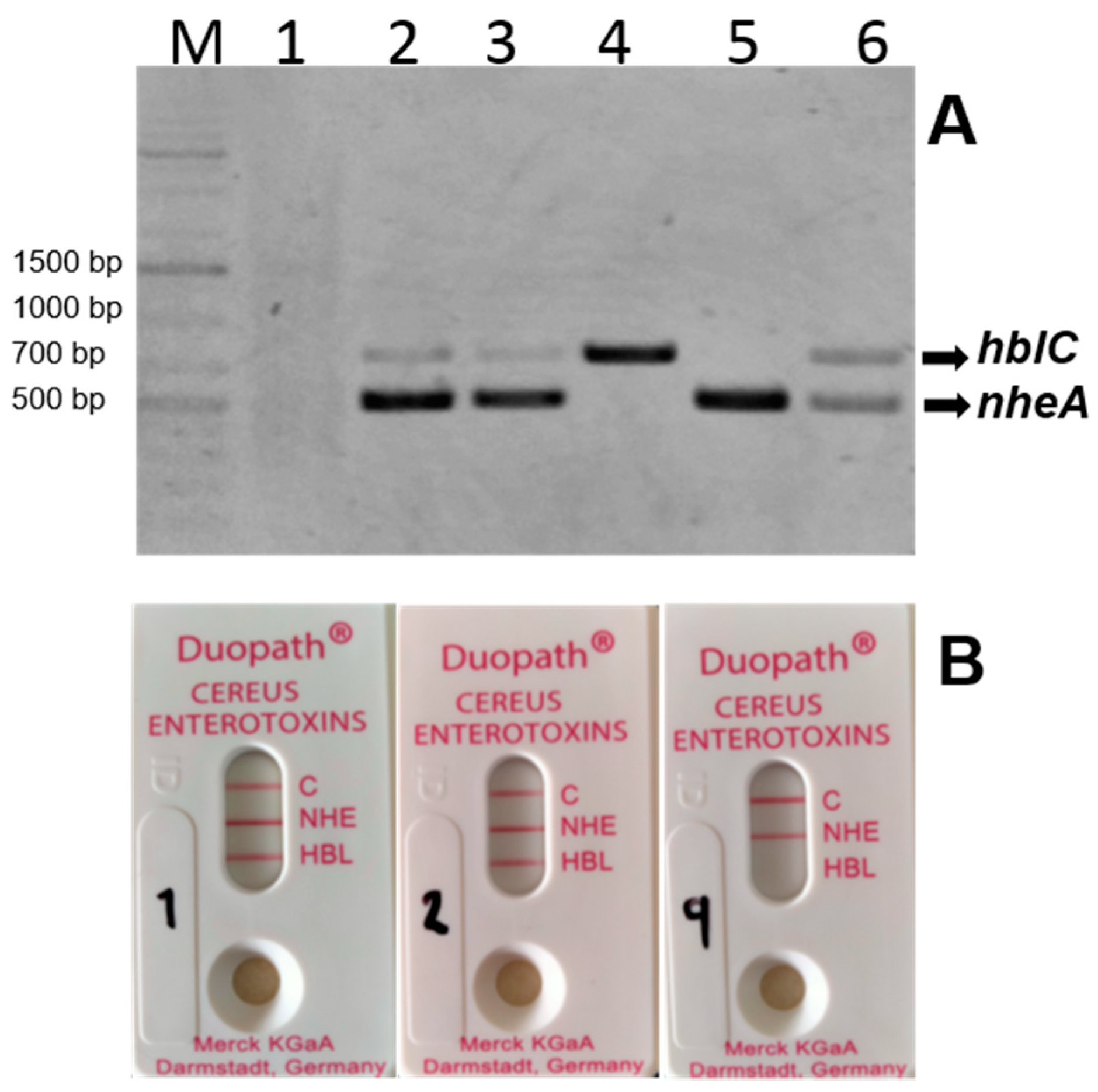 Microorganisms 09 02226 g003 550