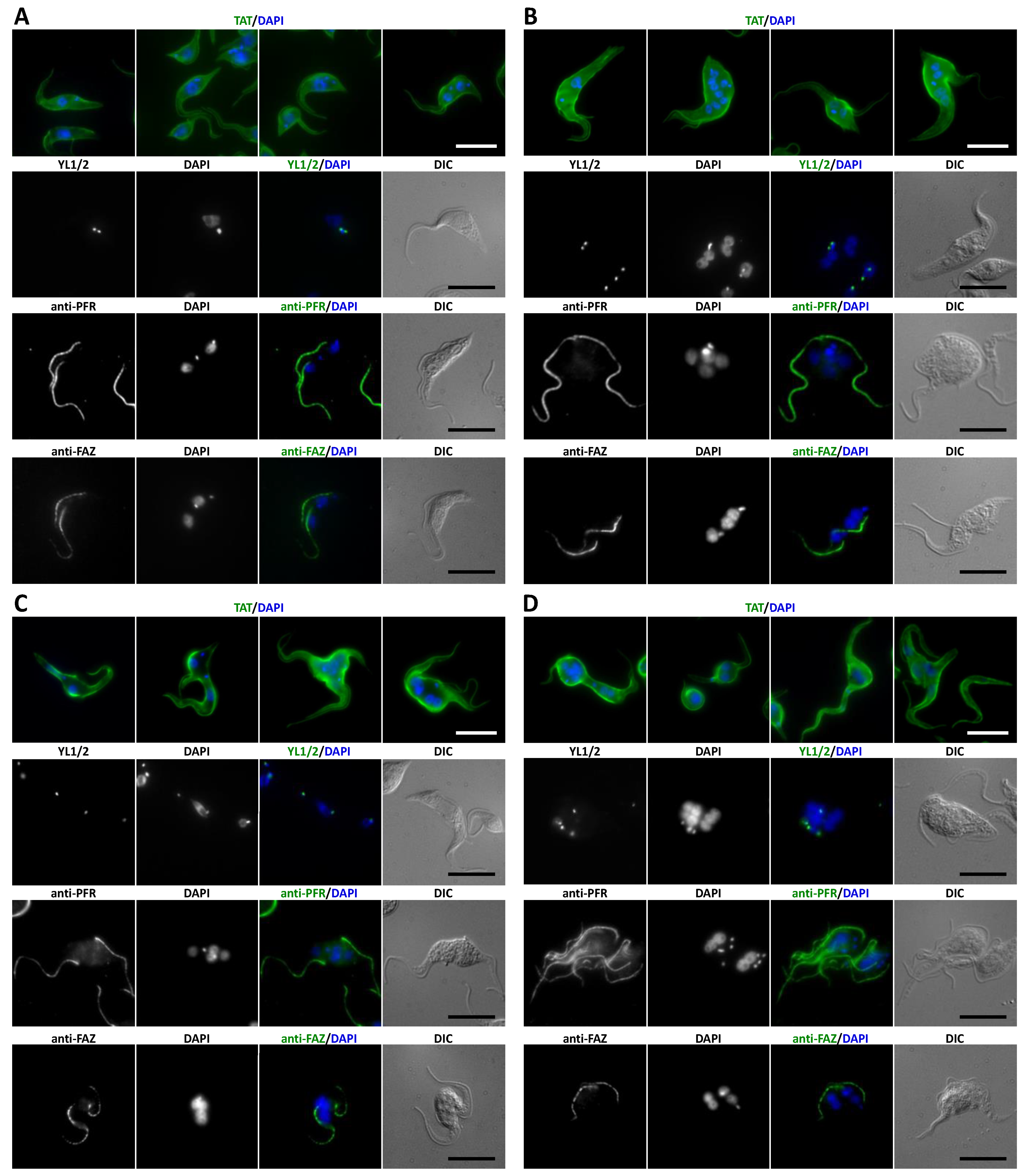 Microorganisms 09 02234 g004 Microorganisms 09 02234 g004
