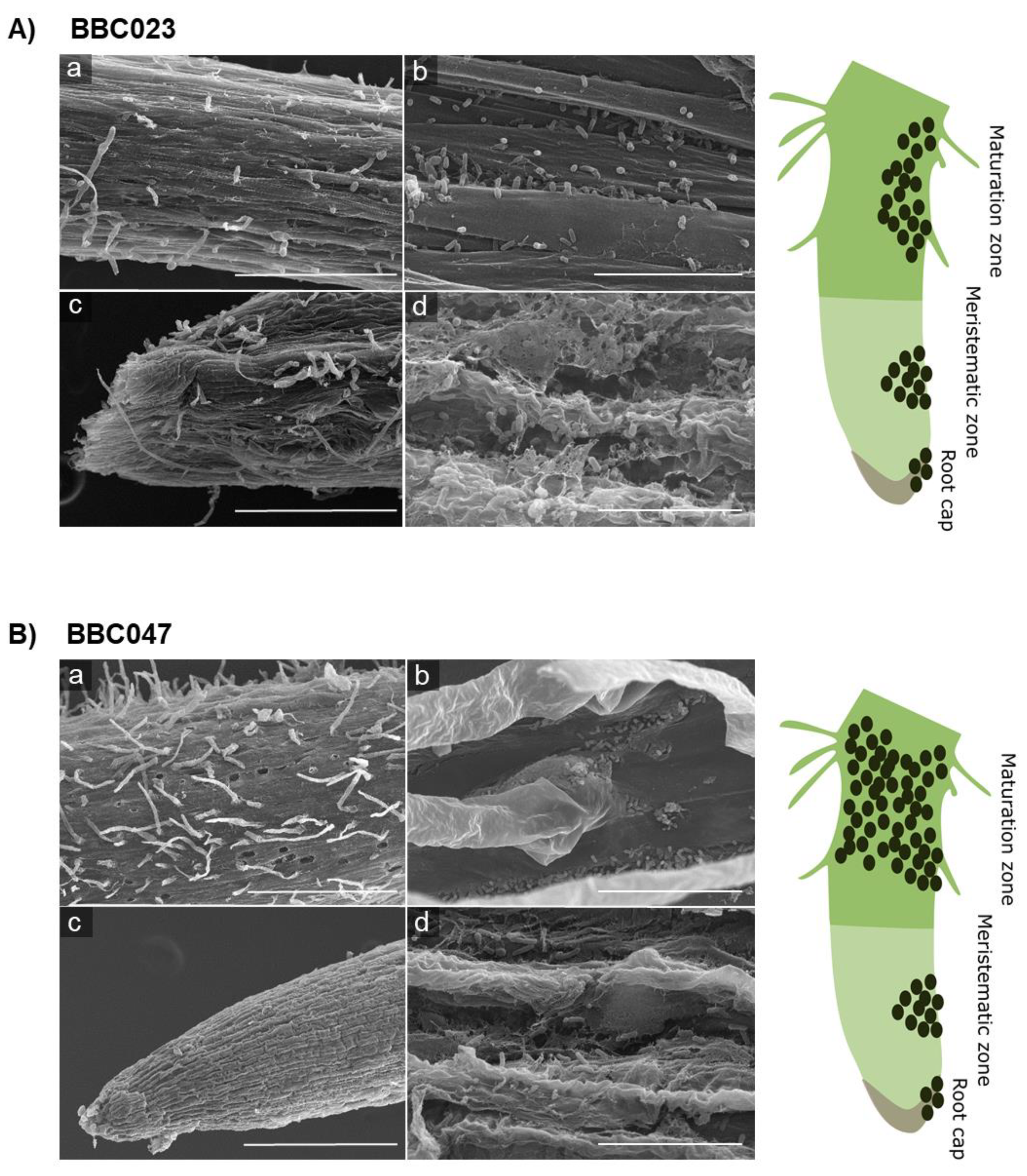 Microorganisms 09 02251 g005 Microorganisms 09 02251 g005