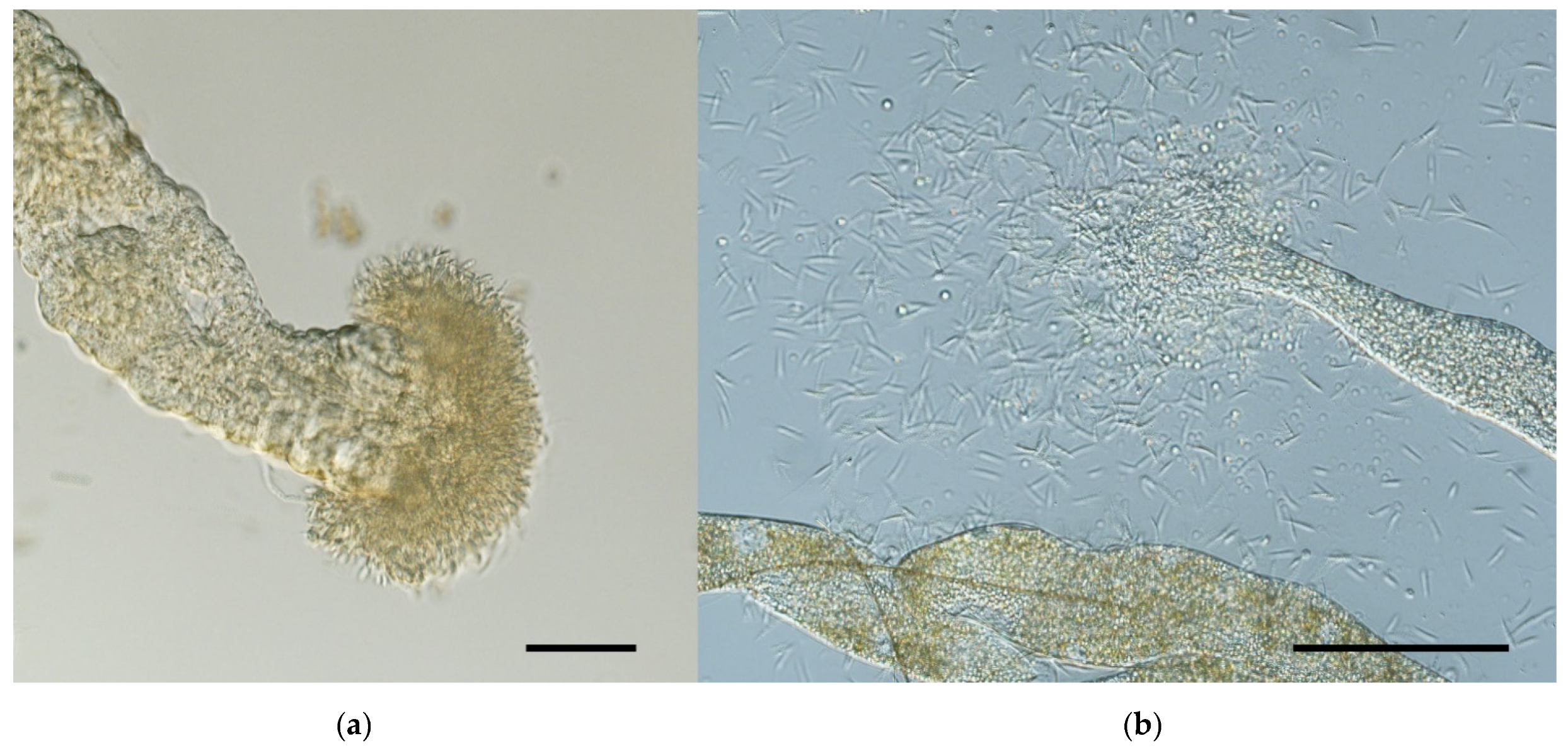 Microorganisms 09 02256 g007