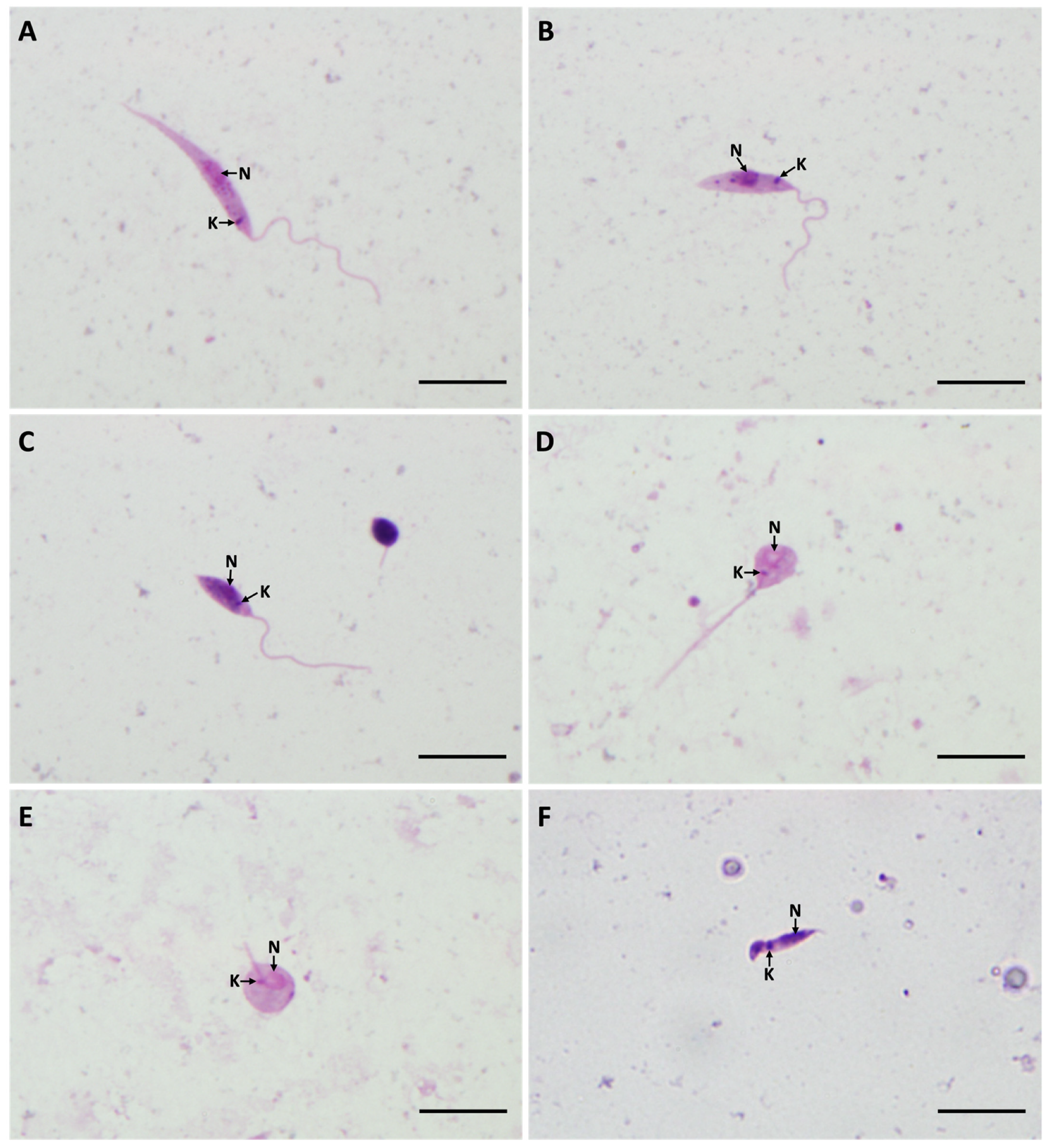 Microorganisms 09 02256 g008