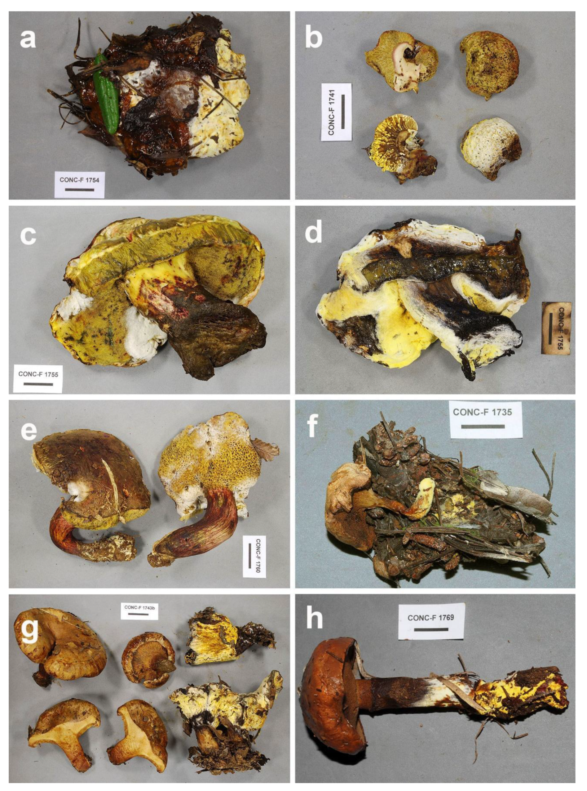 Microorganisms 09 02261 g006