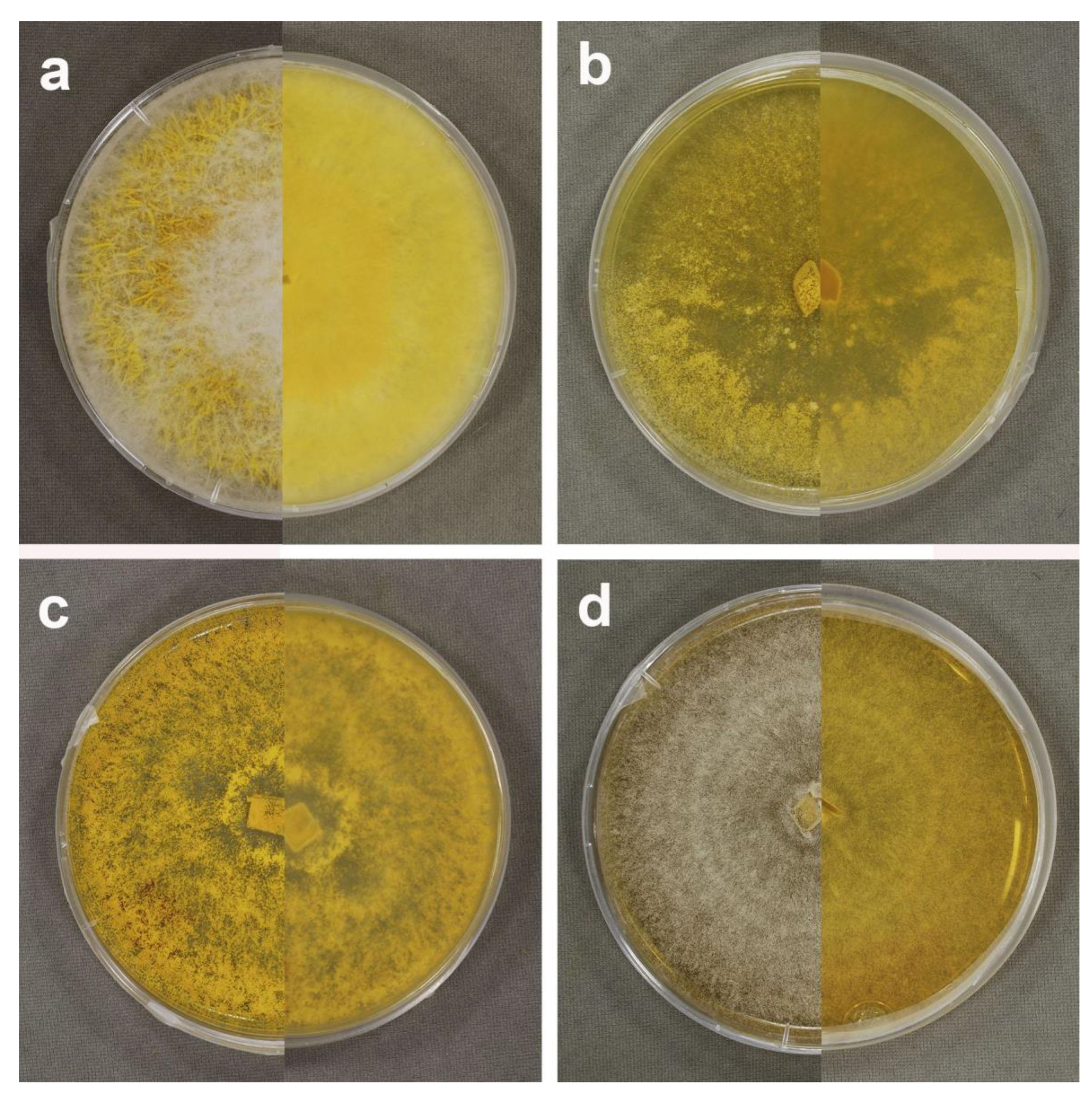 Microorganisms 09 02261 g007