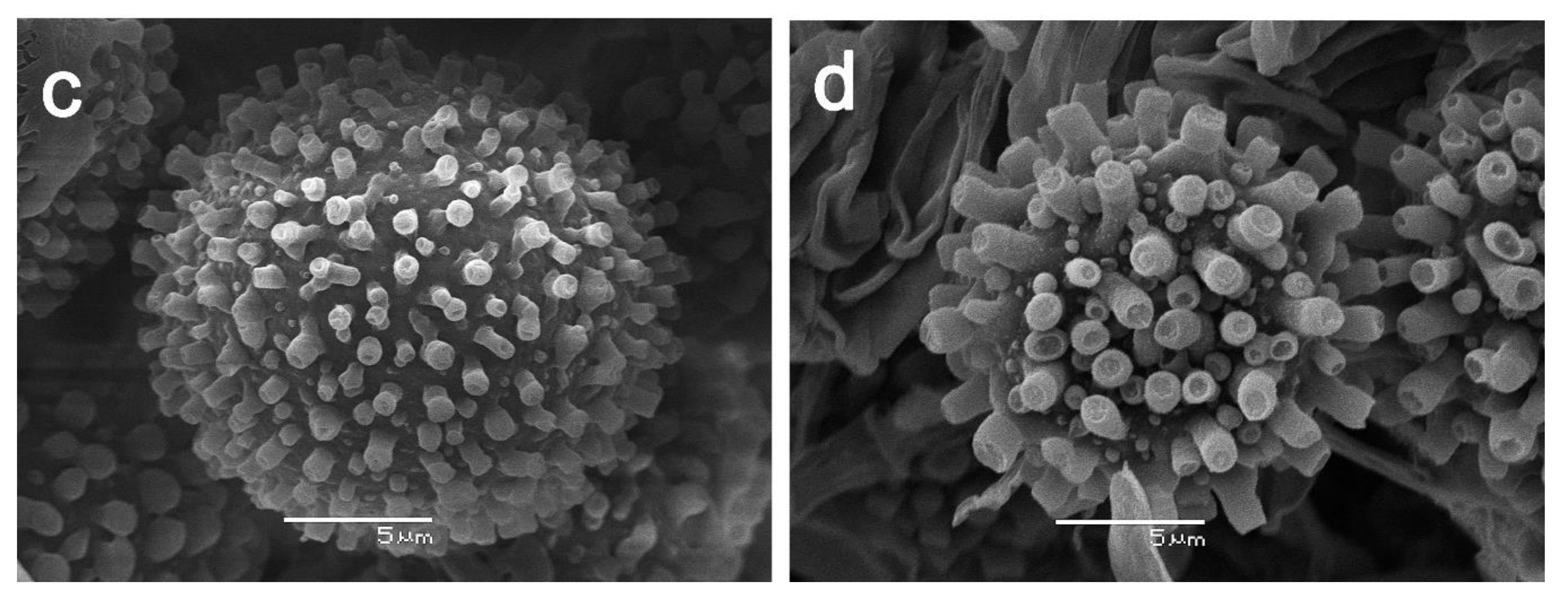 Microorganisms 09 02261 g008b