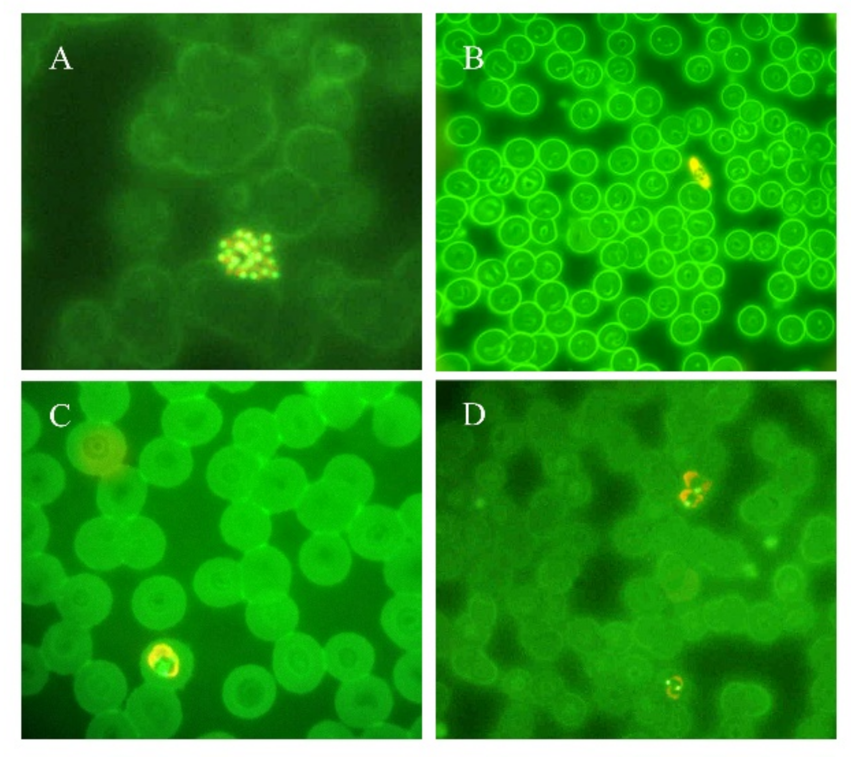 Microorganisms 09 02265 g002 Microorganisms 09 02265 g002