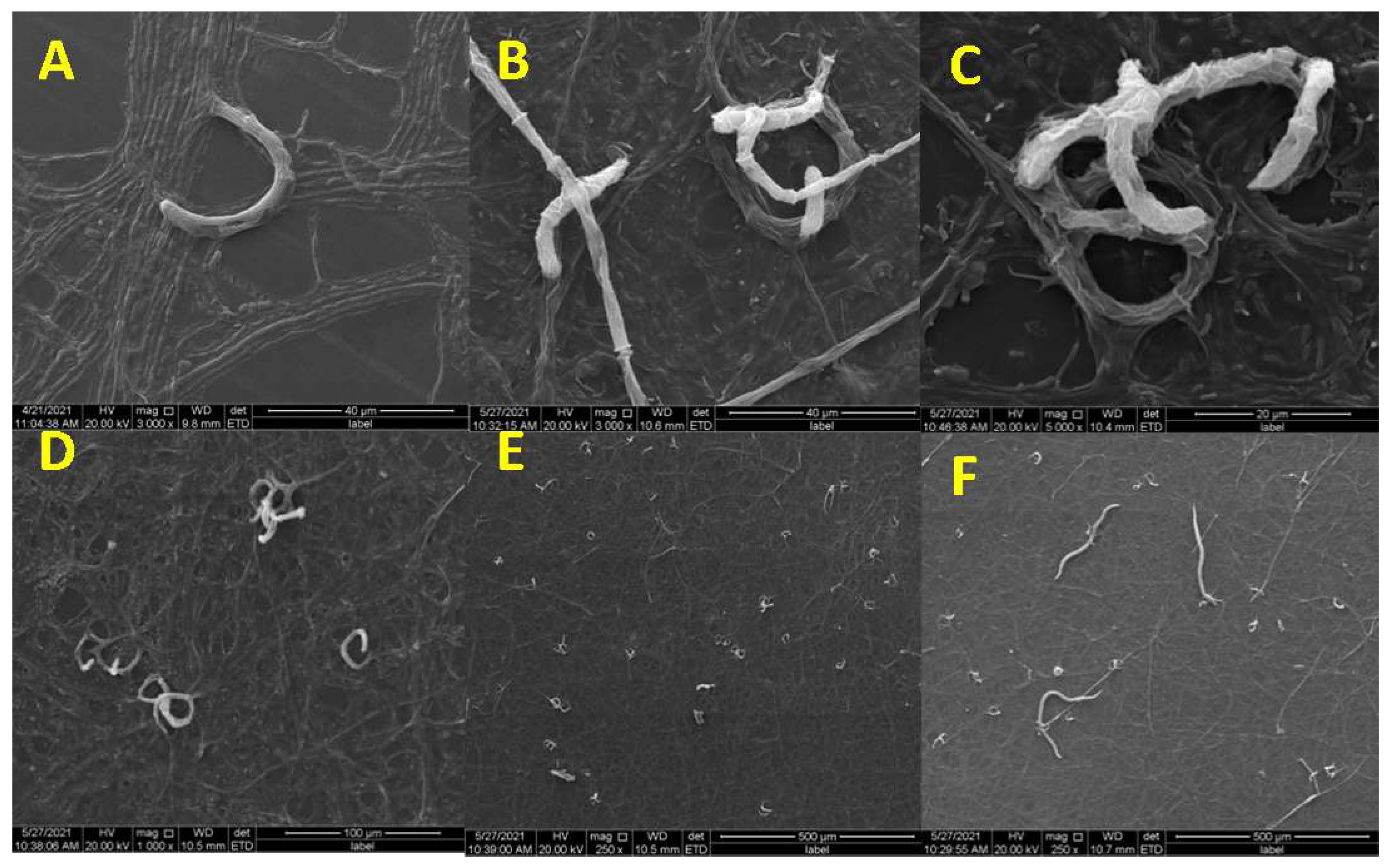 Microorganisms 09 02268 g001 Microorganisms 09 02268 g001