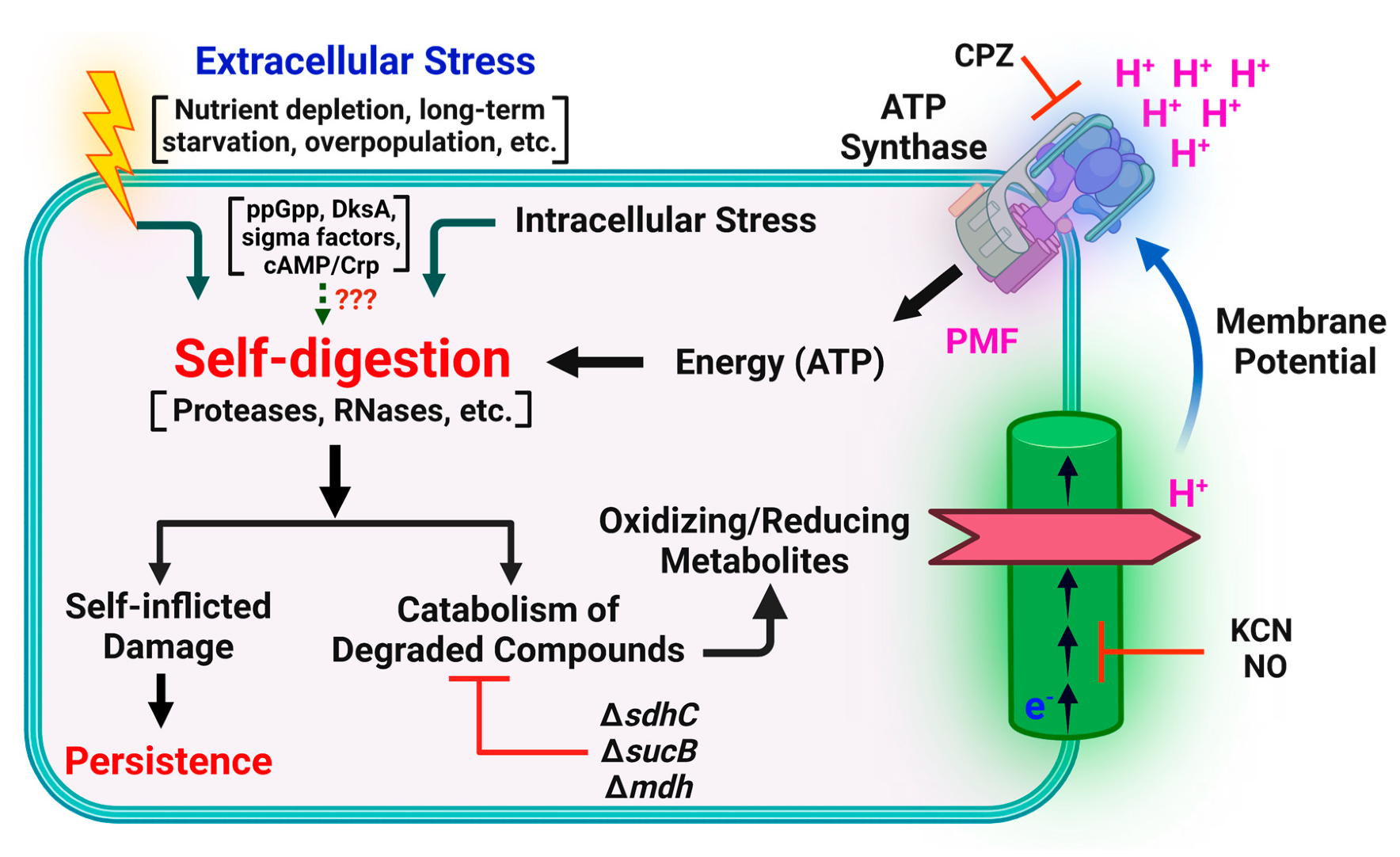 Microorganisms 09 02269 g001