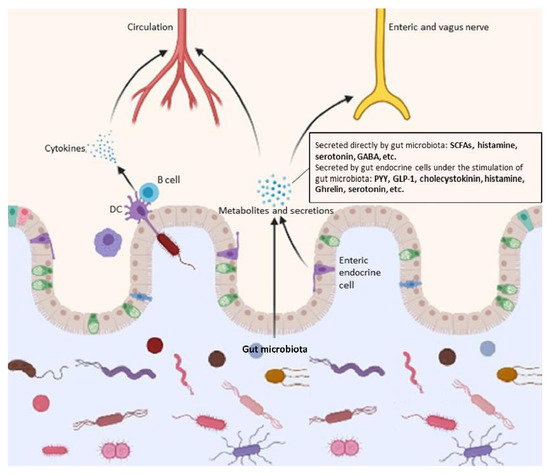 Gut Microbiota Regulation and Their Implication in the Development of ...