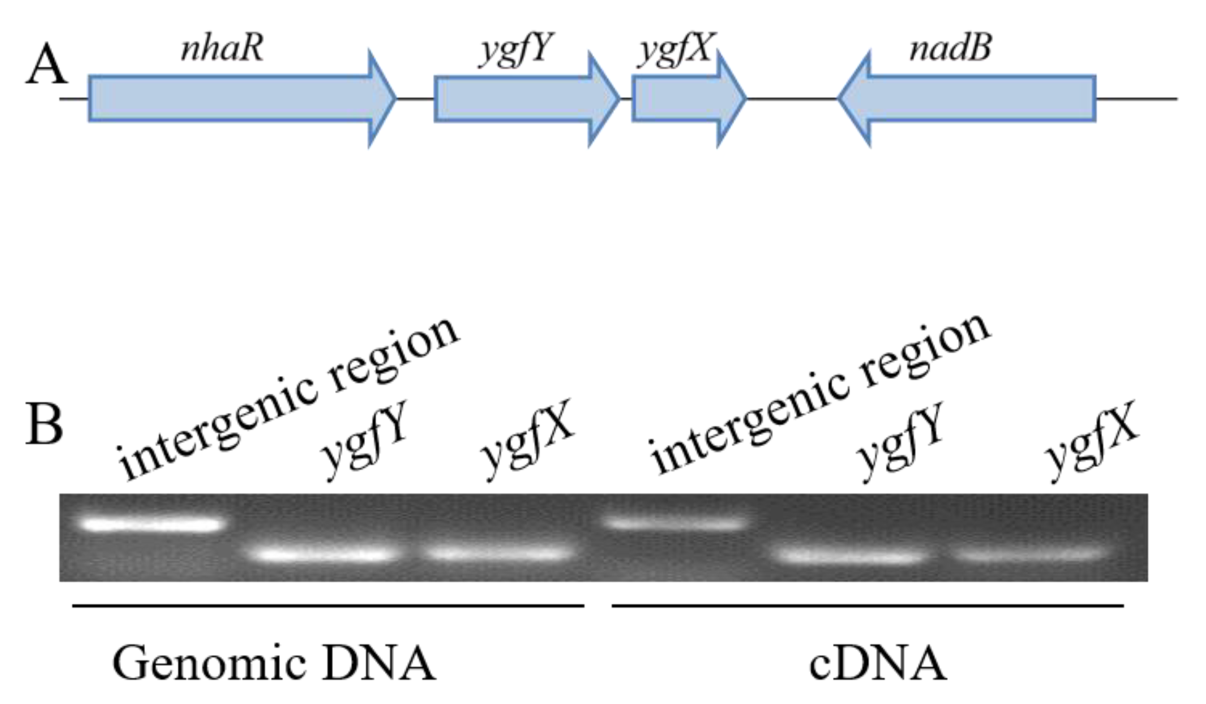 Microorganisms 09 02316 g002 550