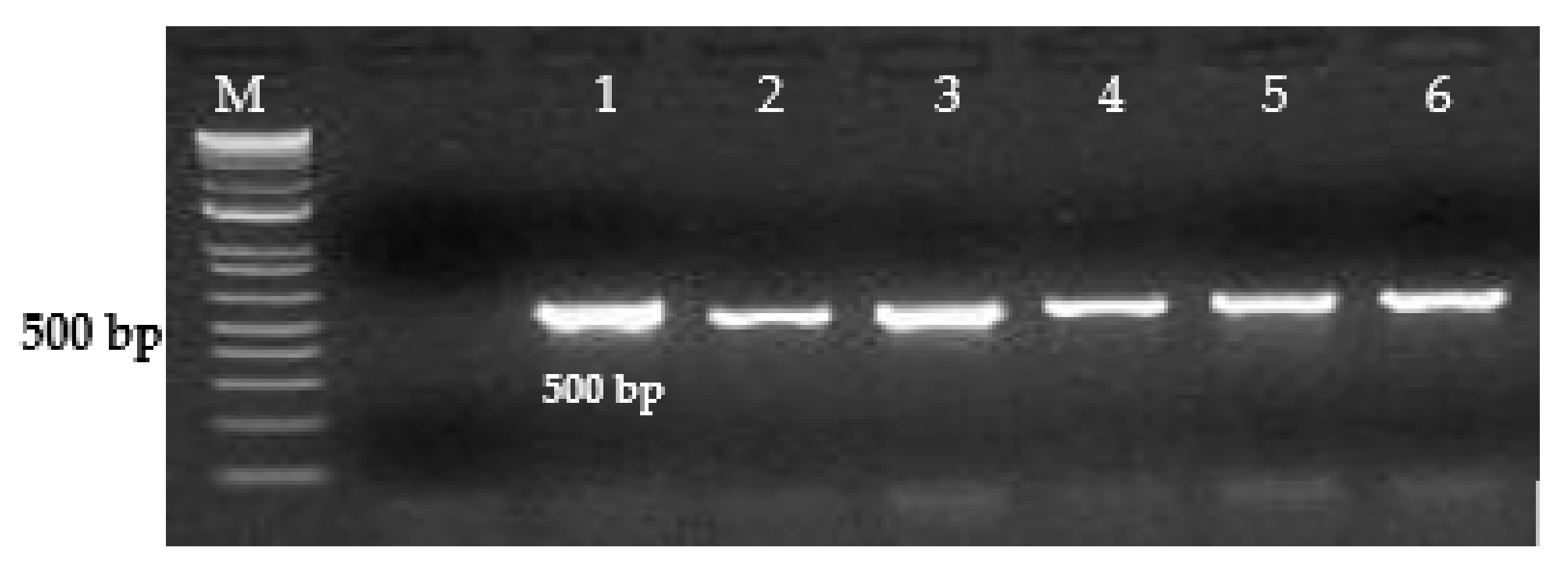 Microorganisms 09 02319 g001
