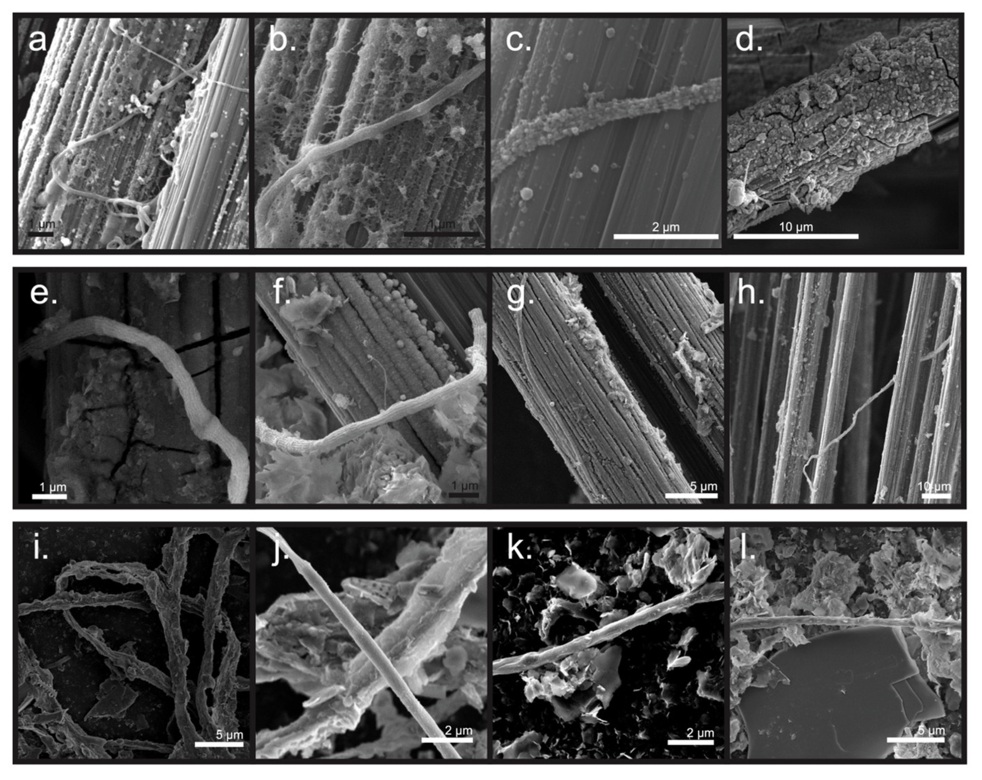 Microorganisms 09 02329 g005