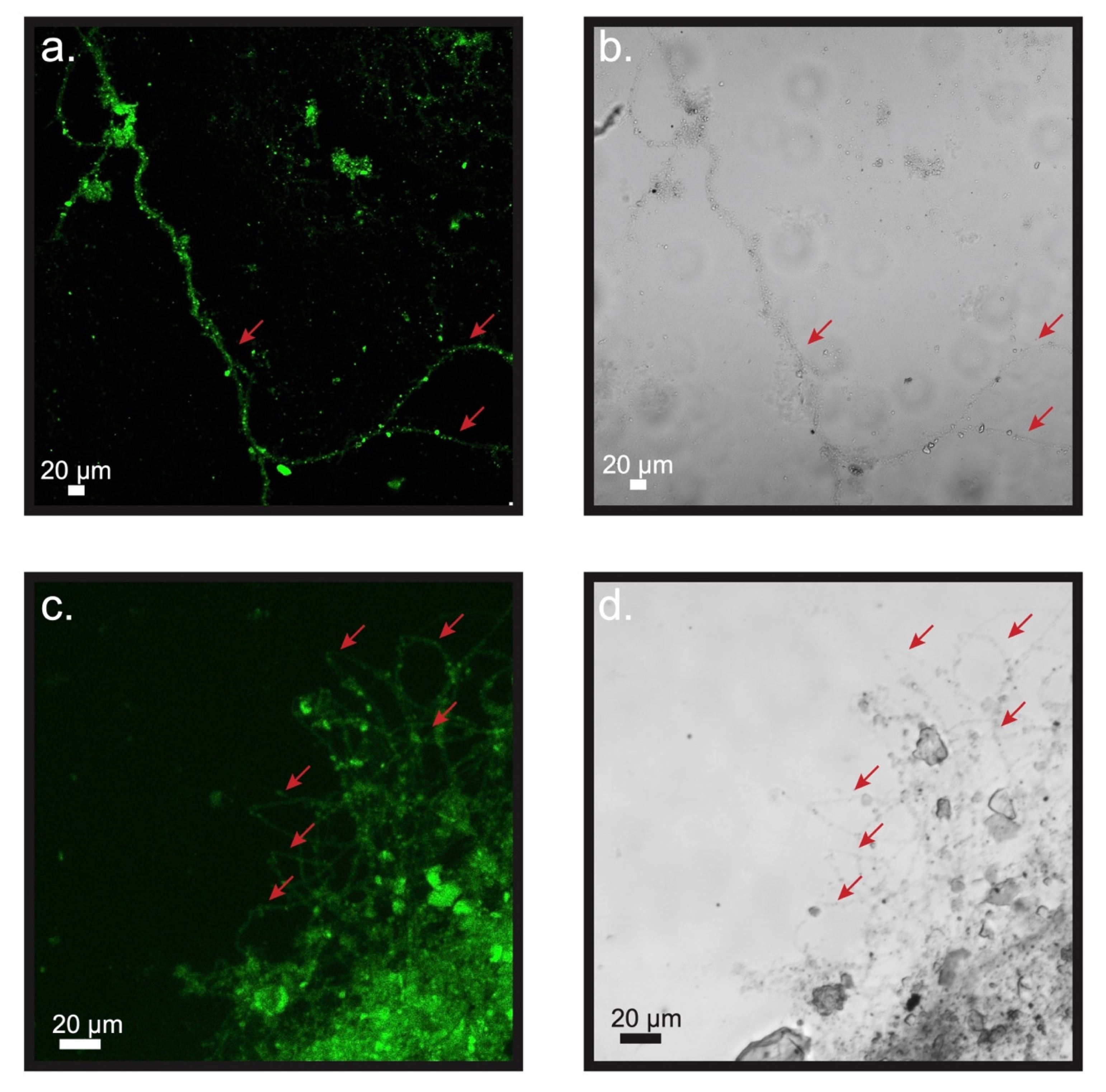 Microorganisms 09 02329 g007