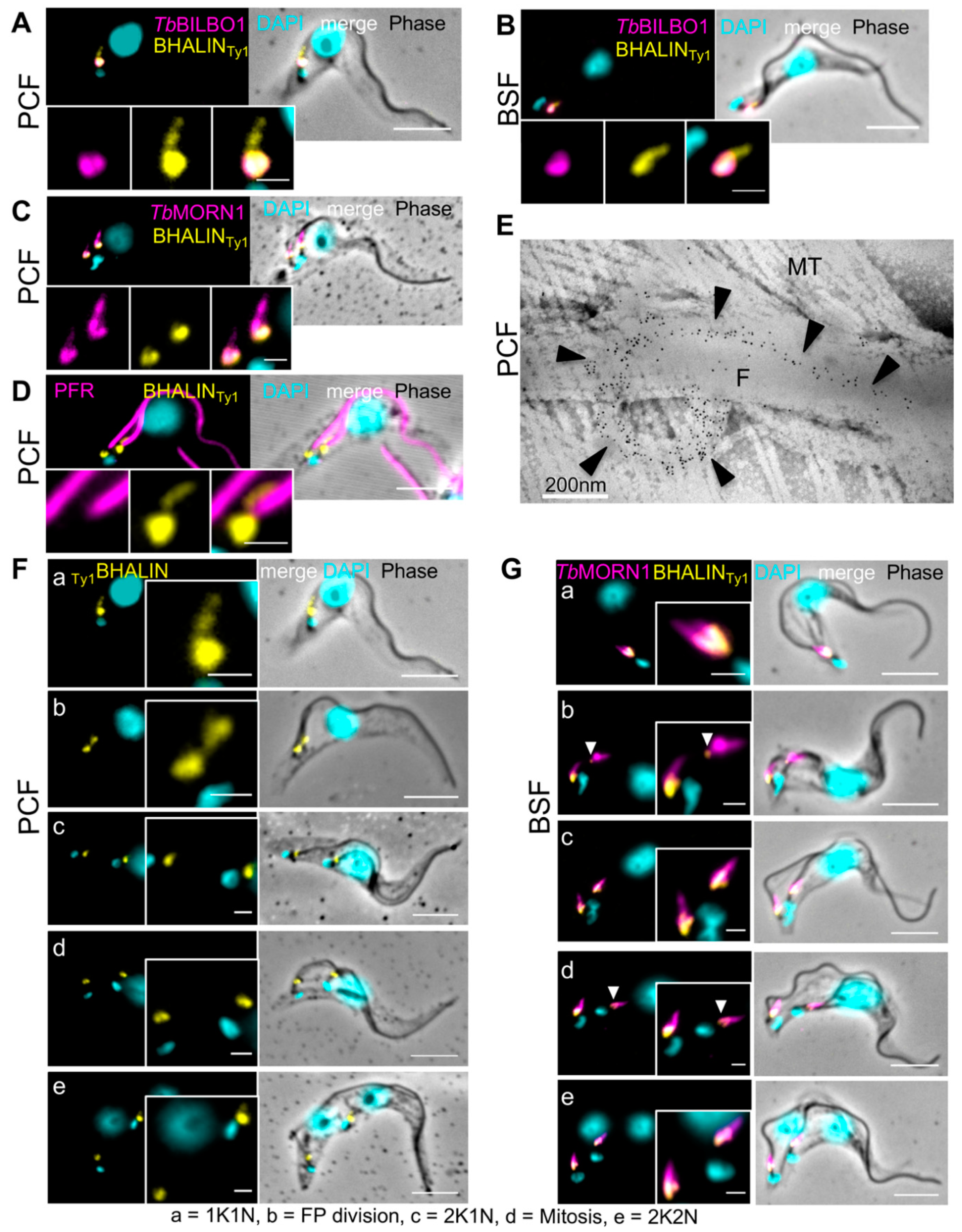 Microorganisms 09 02334 g002 550