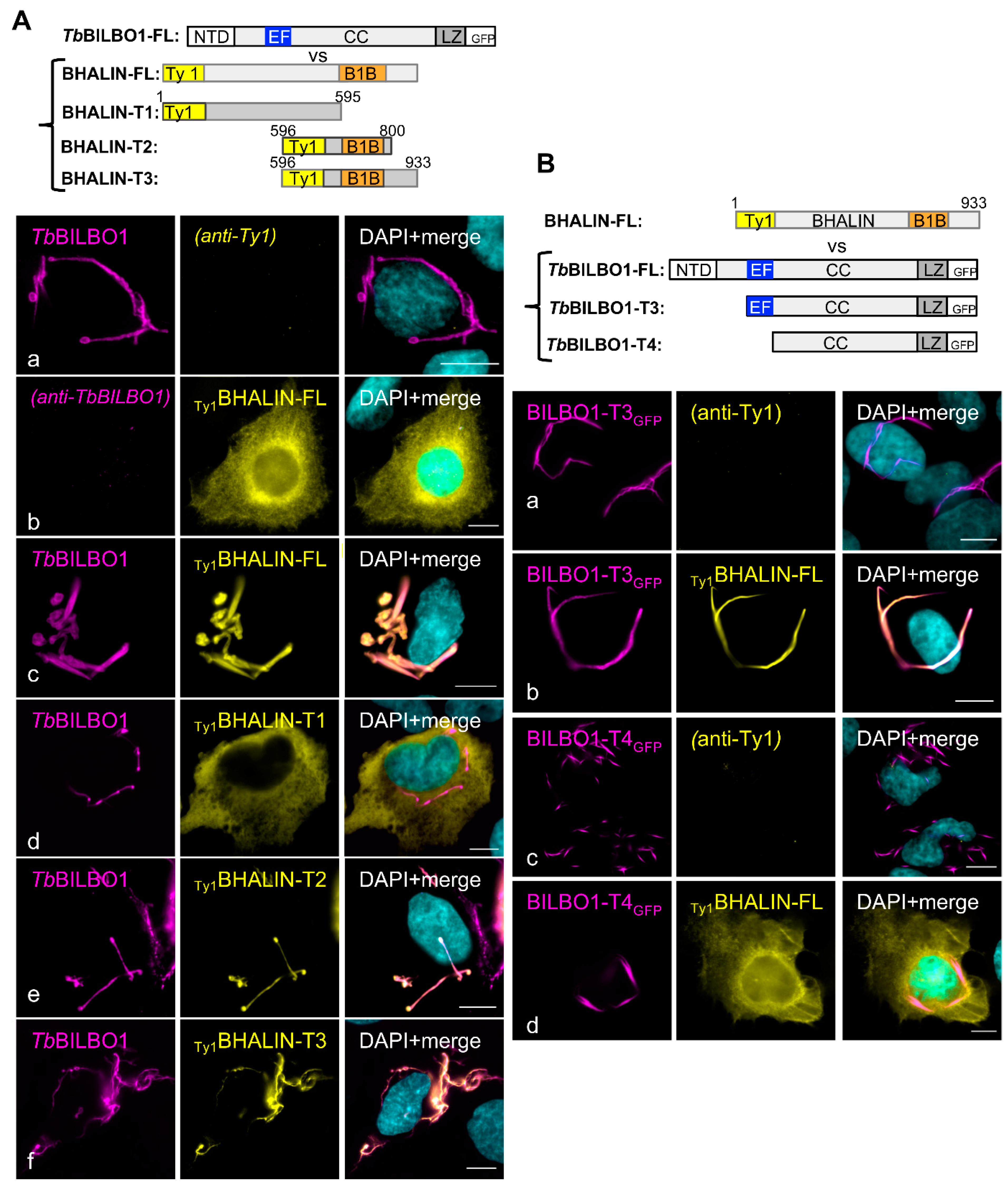 Microorganisms 09 02334 g003 550