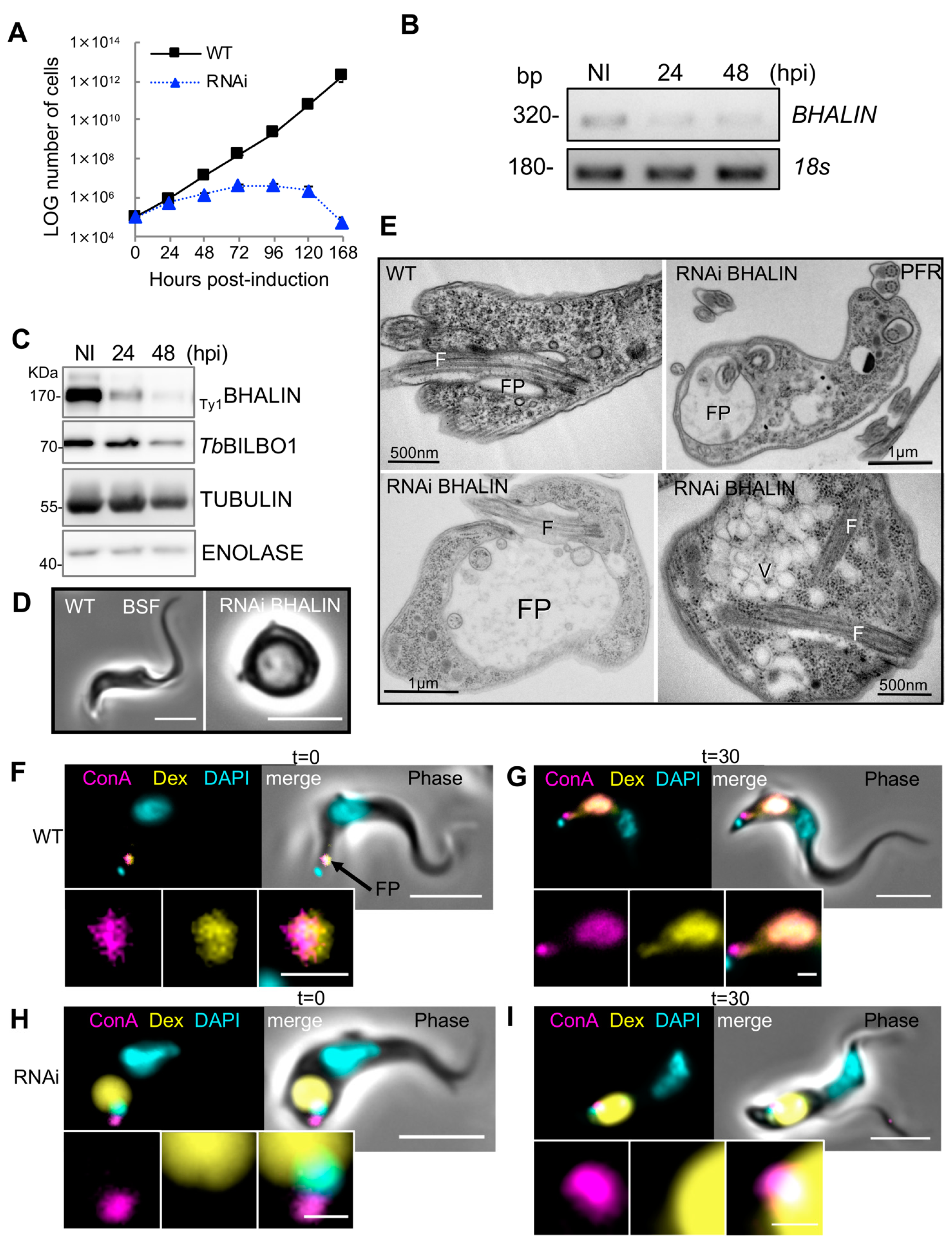 Microorganisms 09 02334 g005 550