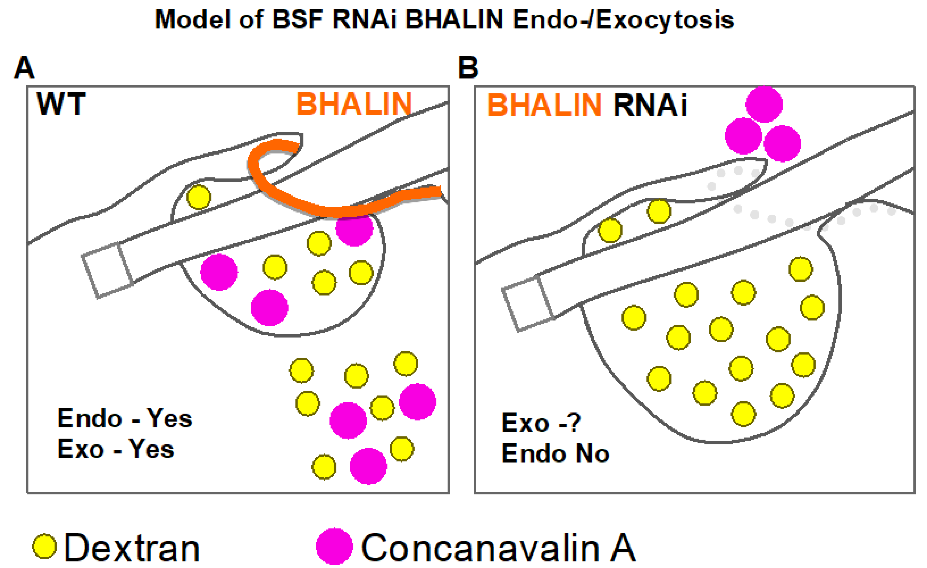 Microorganisms 09 02334 g007 550