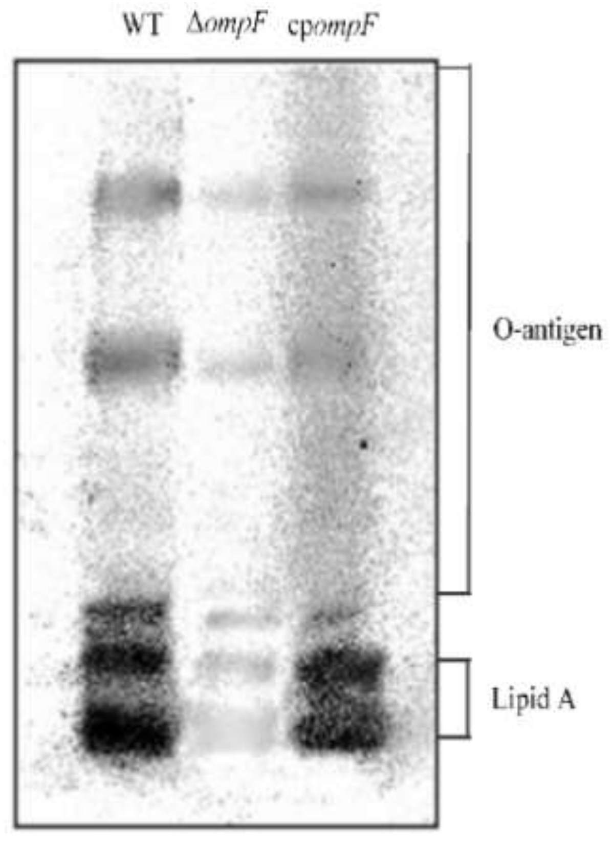 Microorganisms 09 02338 g005 Microorganisms 09 02338 g005
