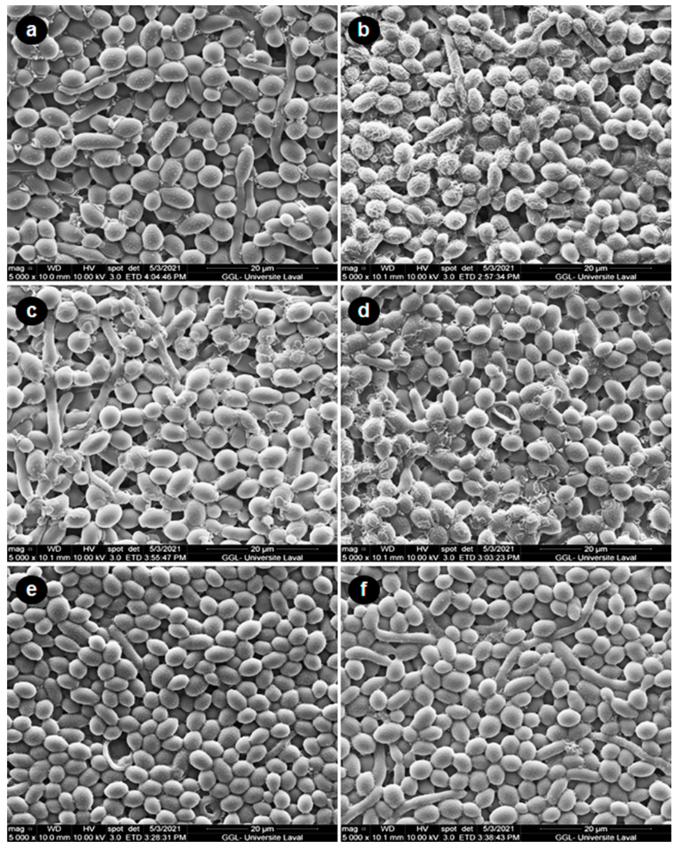 Microorganisms 09 02348 g005