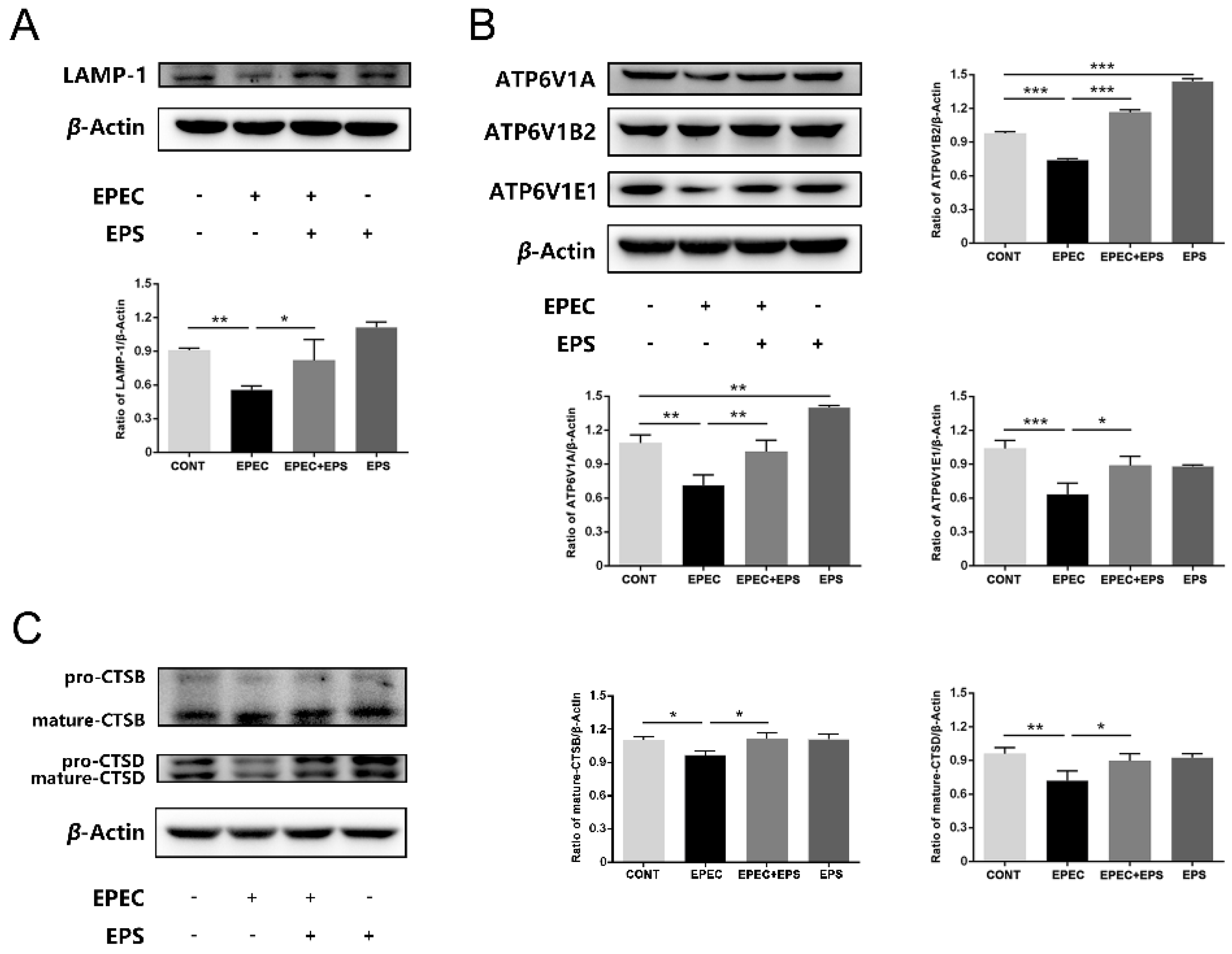 Microorganisms 09 02363 g005