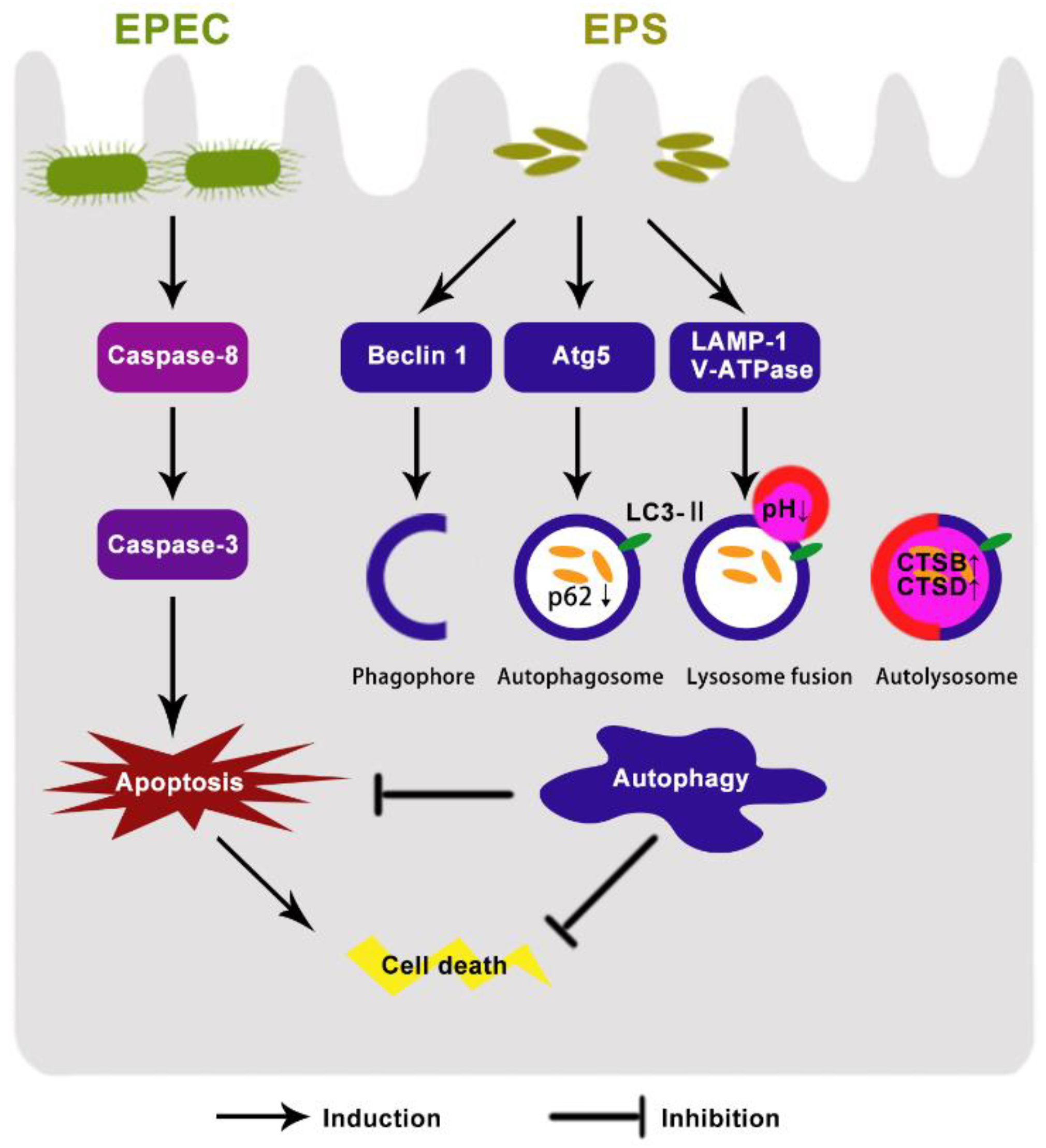Microorganisms 09 02363 g006